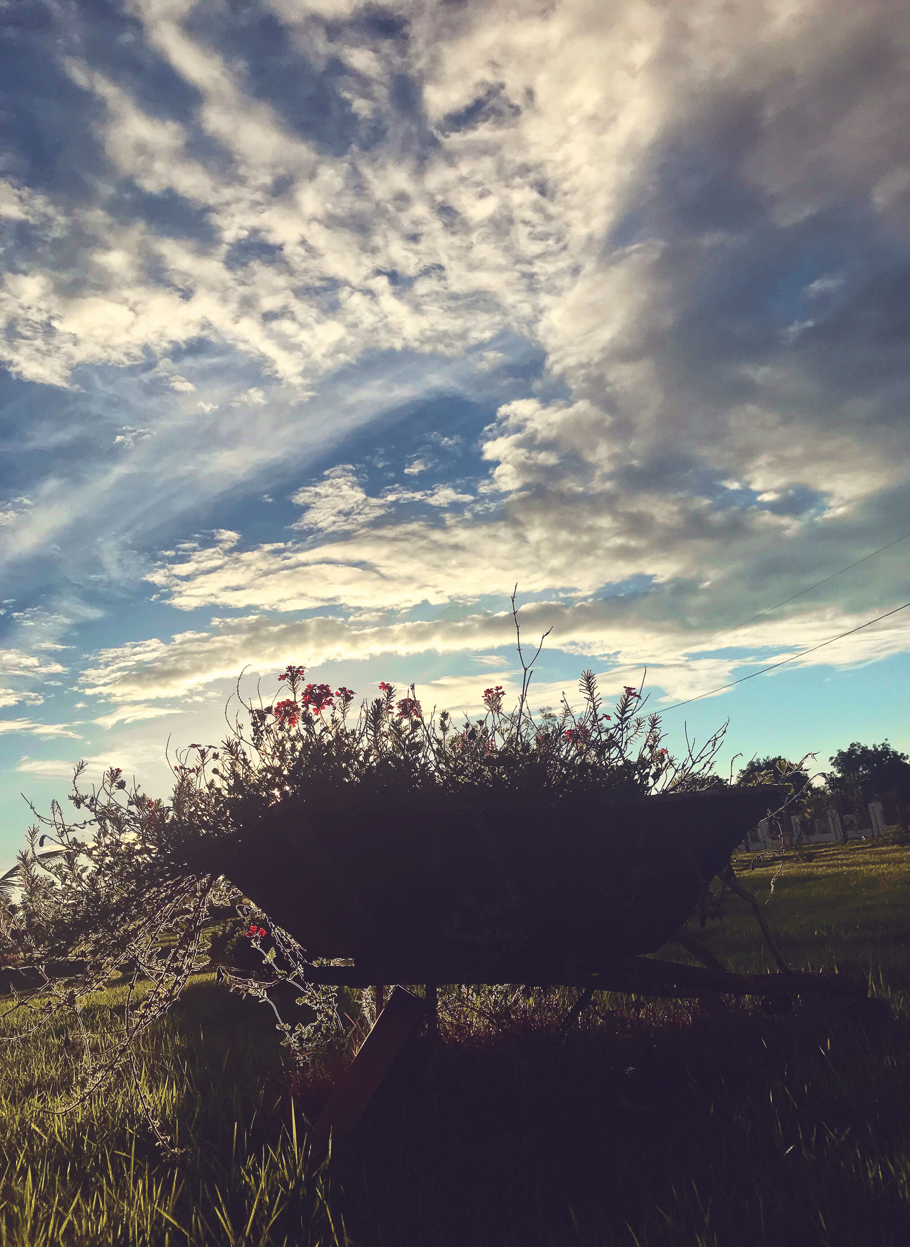 cloud - sky, field, flower, red, landscape, 4K, scenics - nature, beauty in nature, tranquil scene, estr. sumidouro, pushcart, grass, day, sunlight, sky, Phone HD Wallpaper