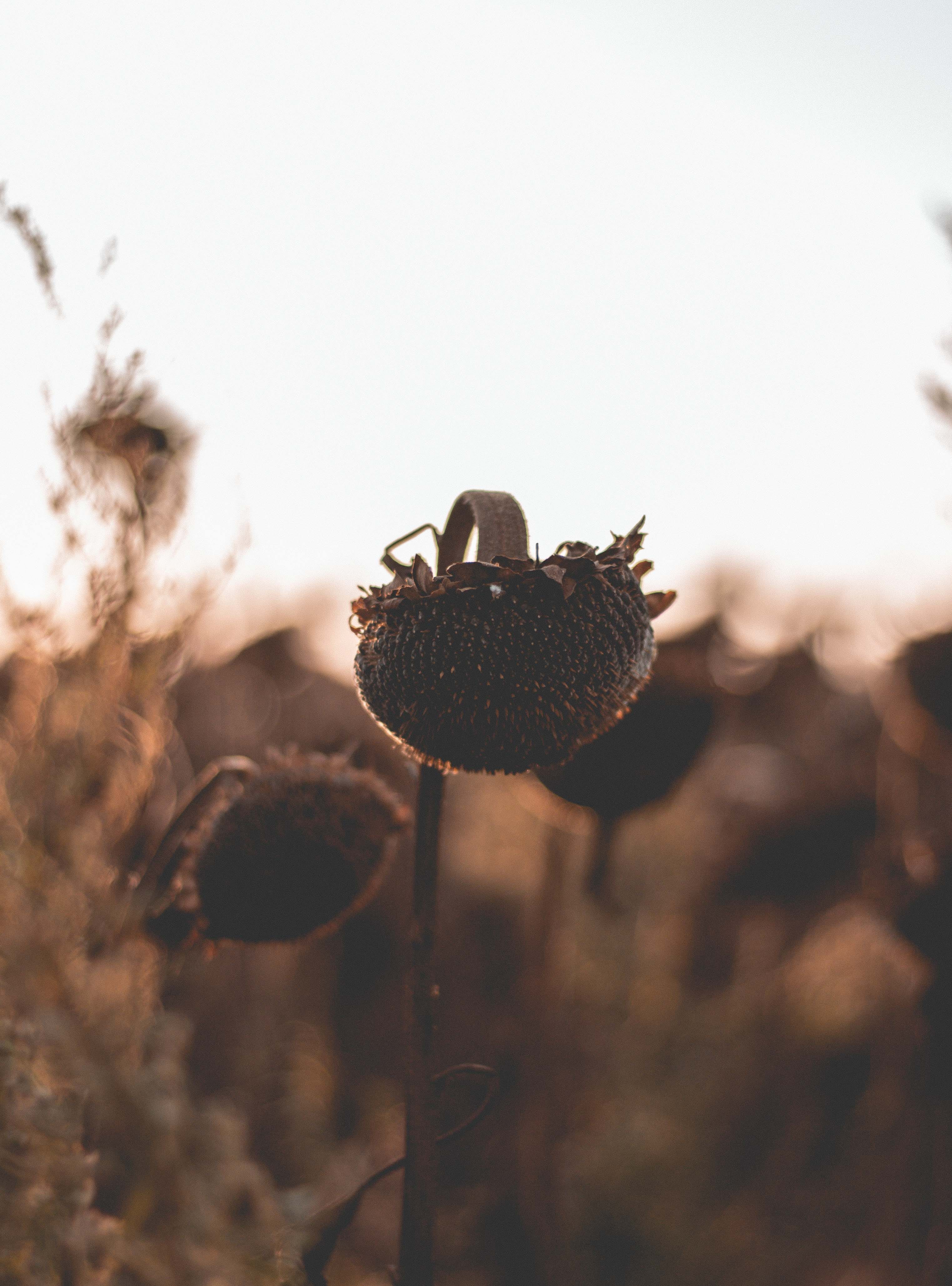 focus on foreground, autumn, 4K, bokeh, flower, land, vulnerability, outdoors, focus, nature, sky, closeup, tranquility, flower head, sunflower, dry, plant stem, Phone HD Wallpaper