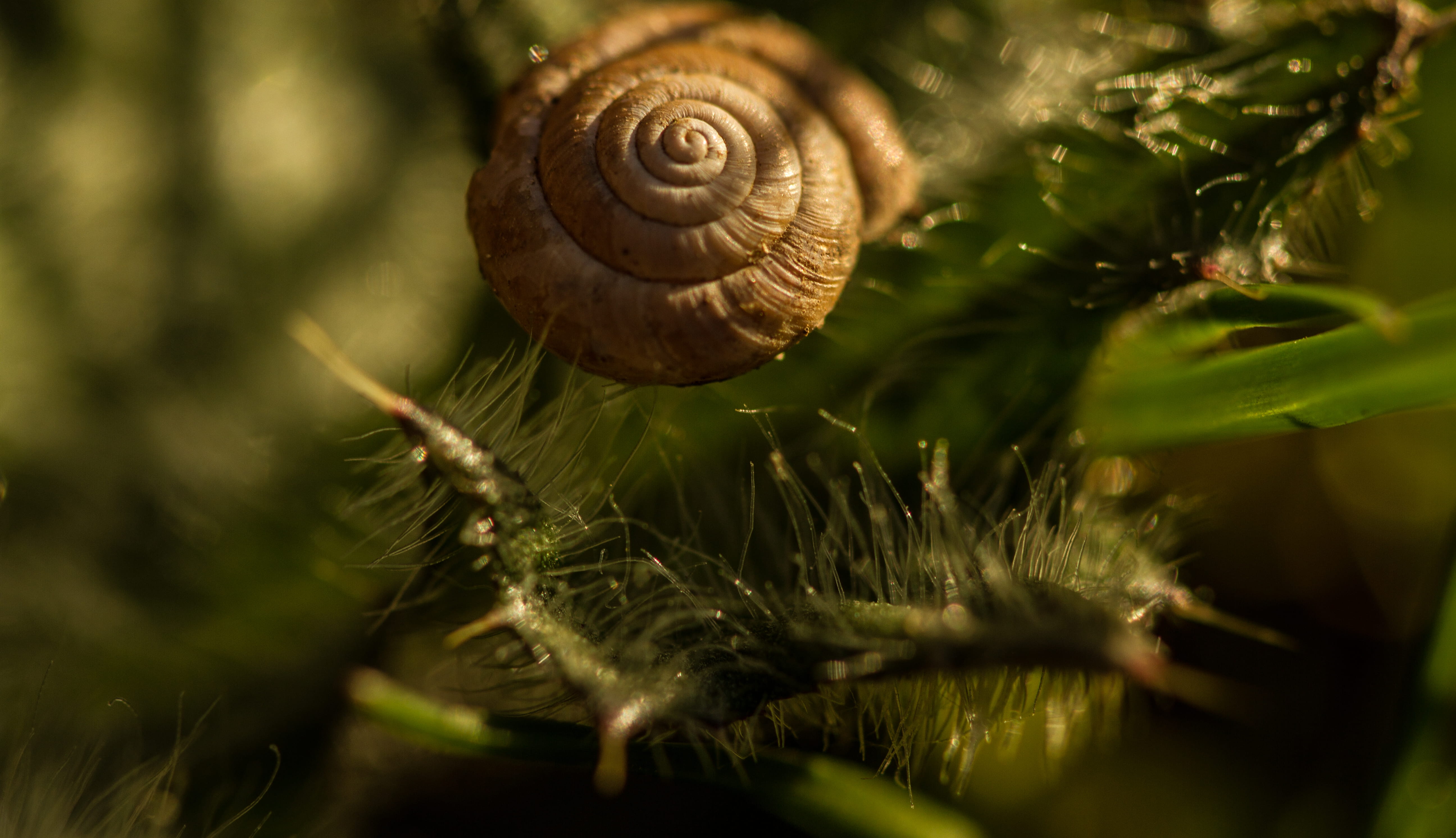 tree, outdoors, advanture, animal shell, canada, green, close-up, animal themes, green color, selective focus, growth, jungle, one animal, invertebrate, HD Wallpaper