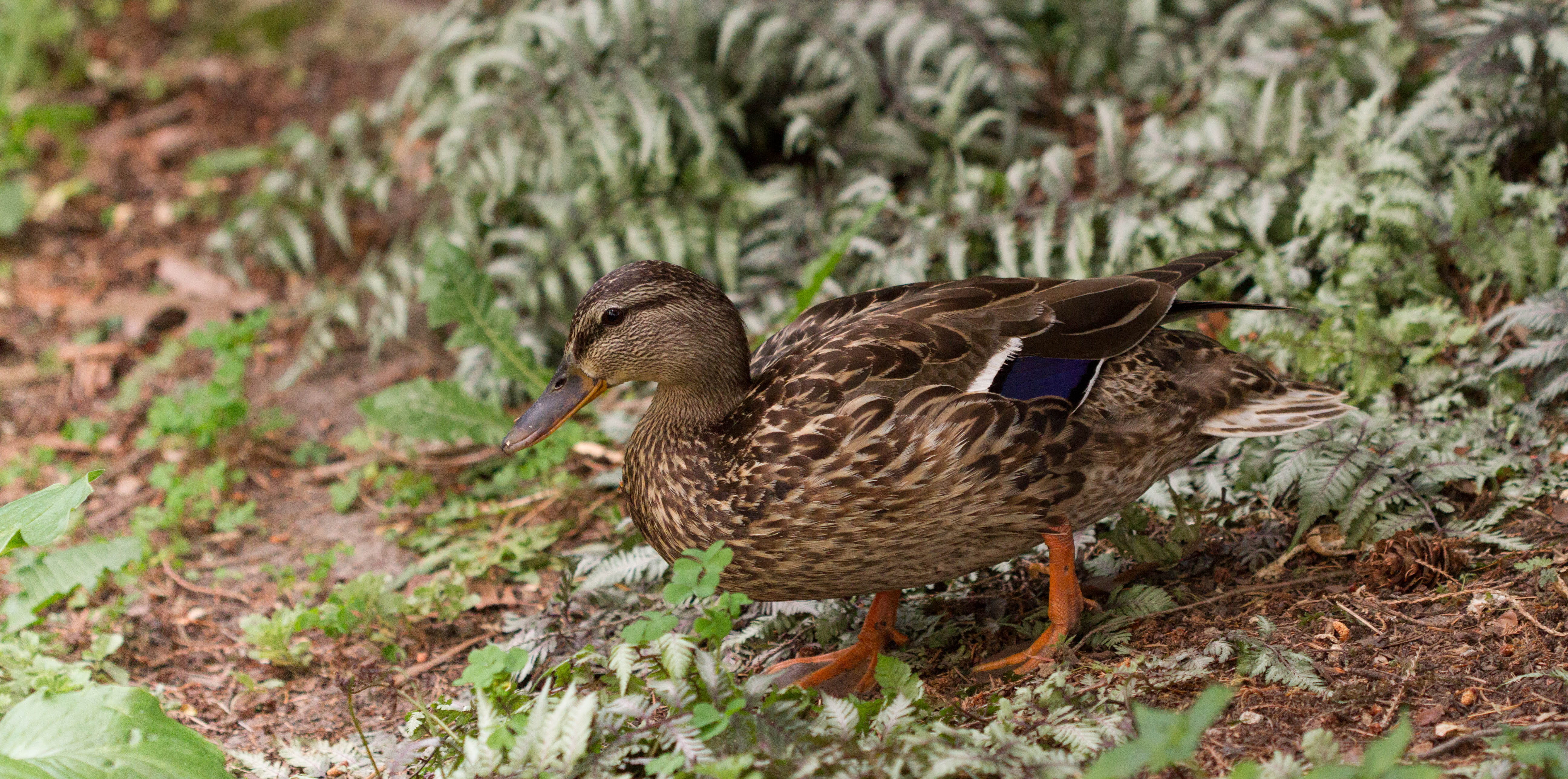 field, no people, focus on foreground, poultry, summer, mallard duck, animal wildlife, duck, land, vertebrate, lake, female animal, close-up, nature, bird, HD Wallpaper
