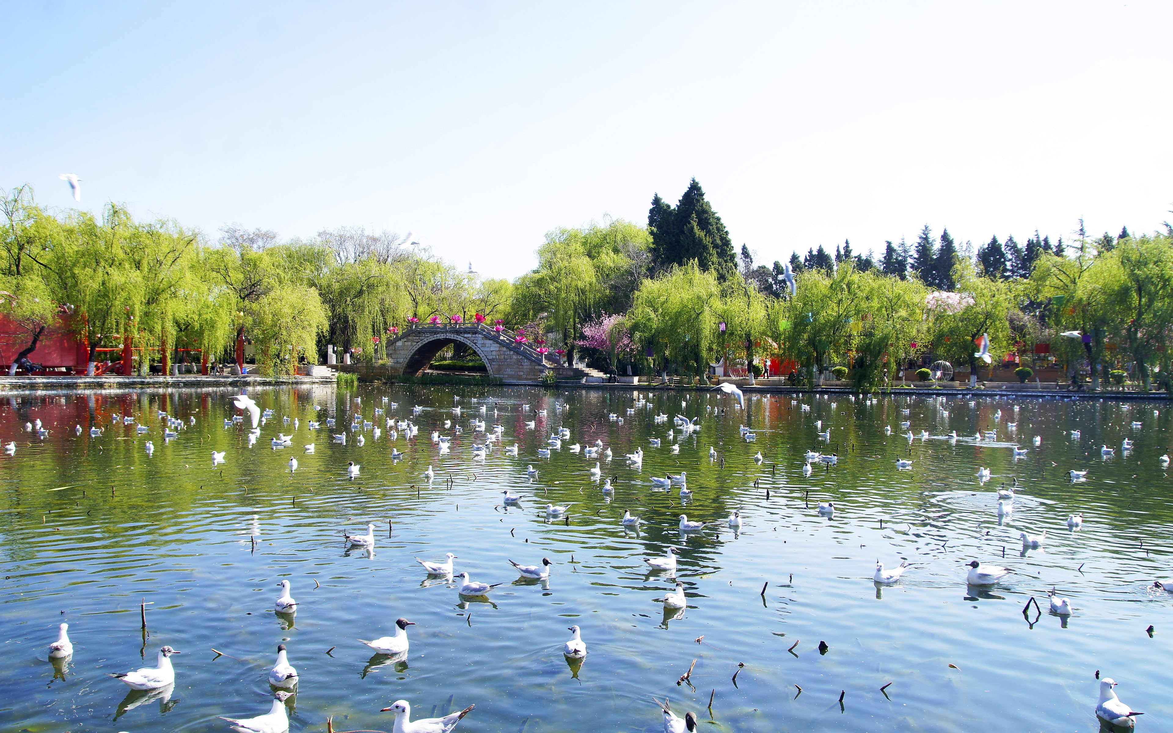 bridge - man made structure, sky, summer, architecture, floating on water, flock of birds, duck, animal wildlife, group of animals, tree, animal themes, HD Wallpaper