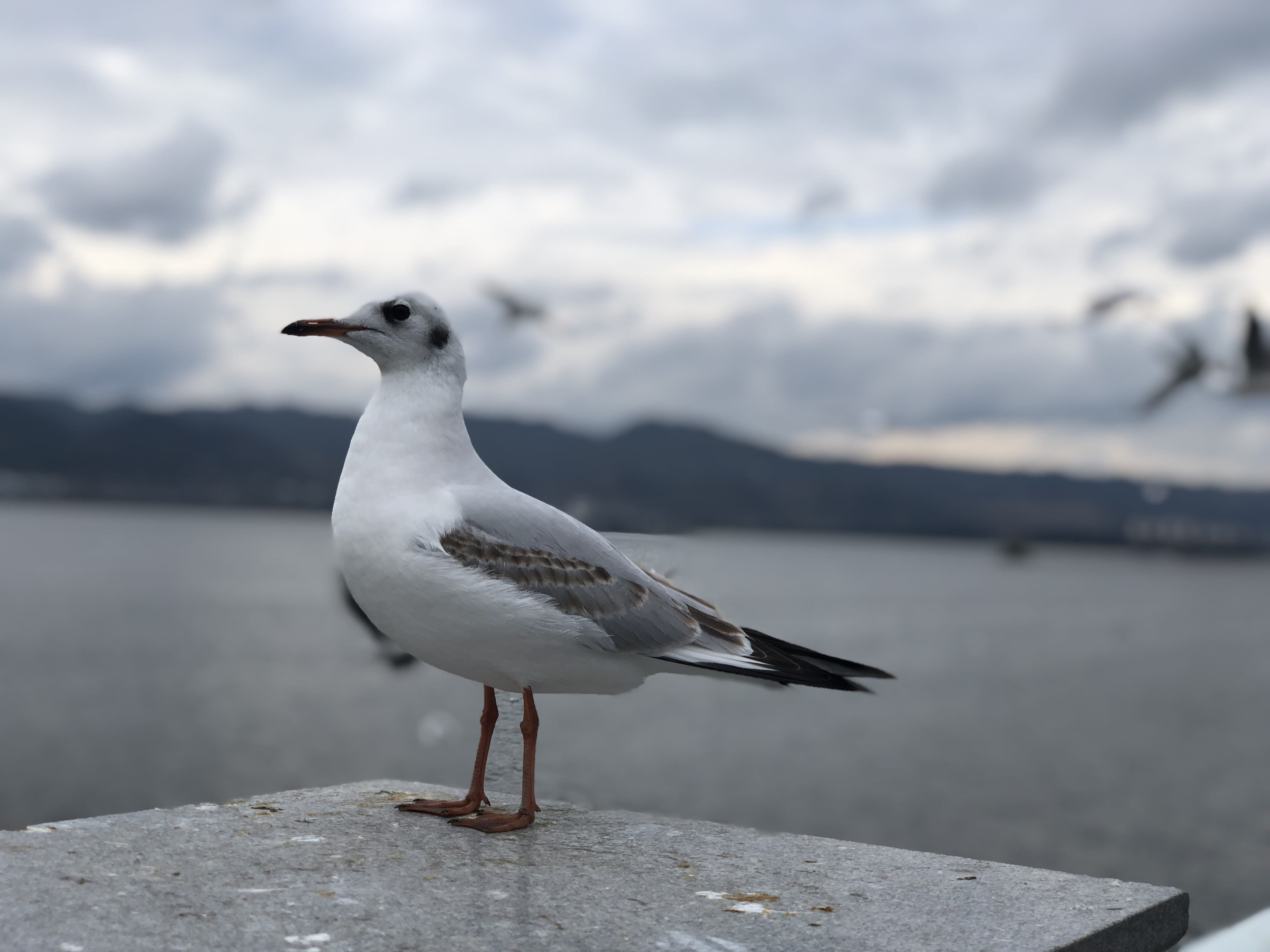 outdoors, seagull, china, 15 hongta w rd, vertebrate, water, day, no people, animal wildlife, bird, focus on foreground, kunming shi, 4K, sea, animal, HD Wallpaper