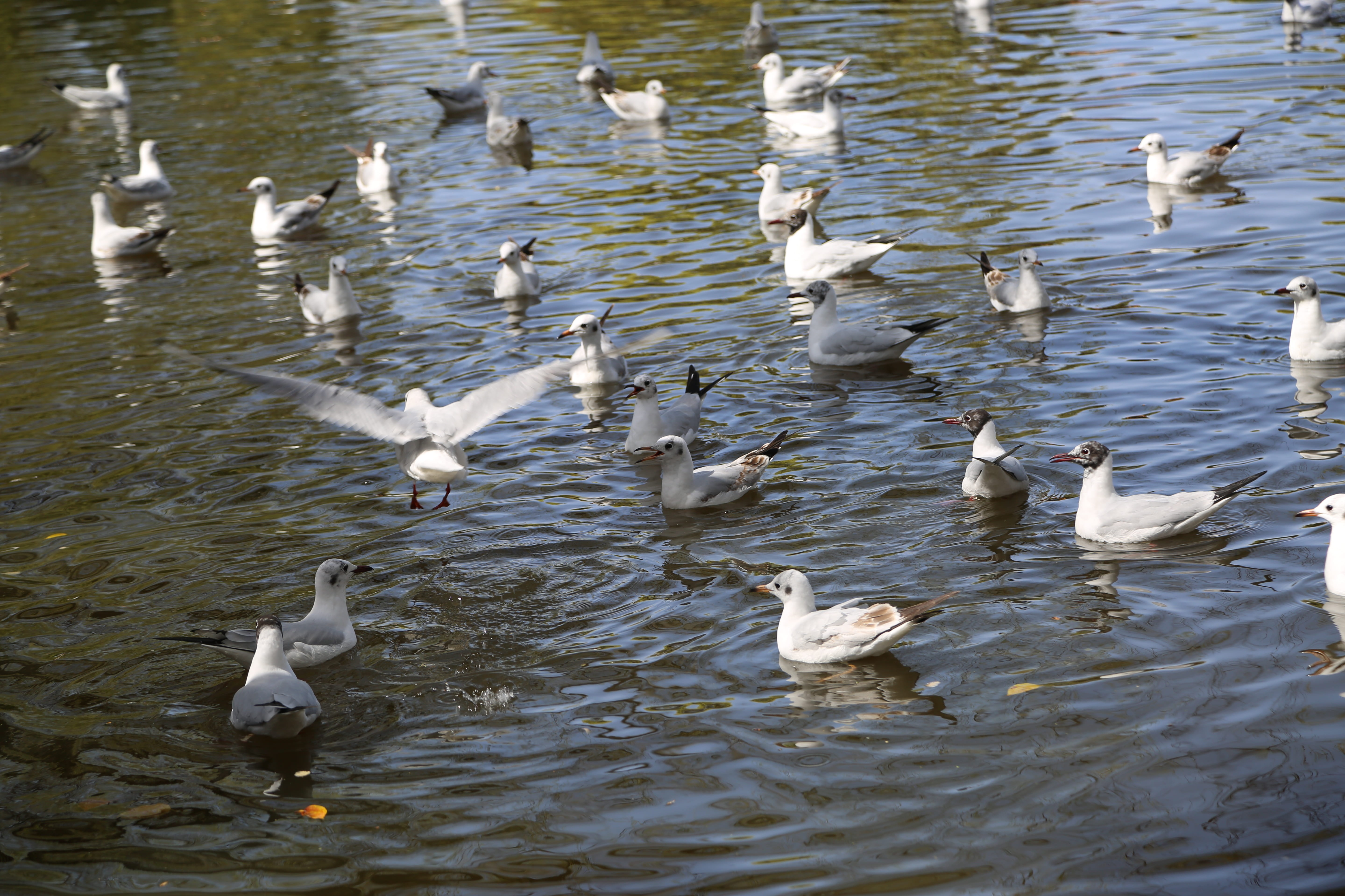 nature, swan lake, high angle view, group of animals, animals in the wild, vertebrate, water bird, waterfront, beauty in nature, kunming, floating on water, HD Wallpaper