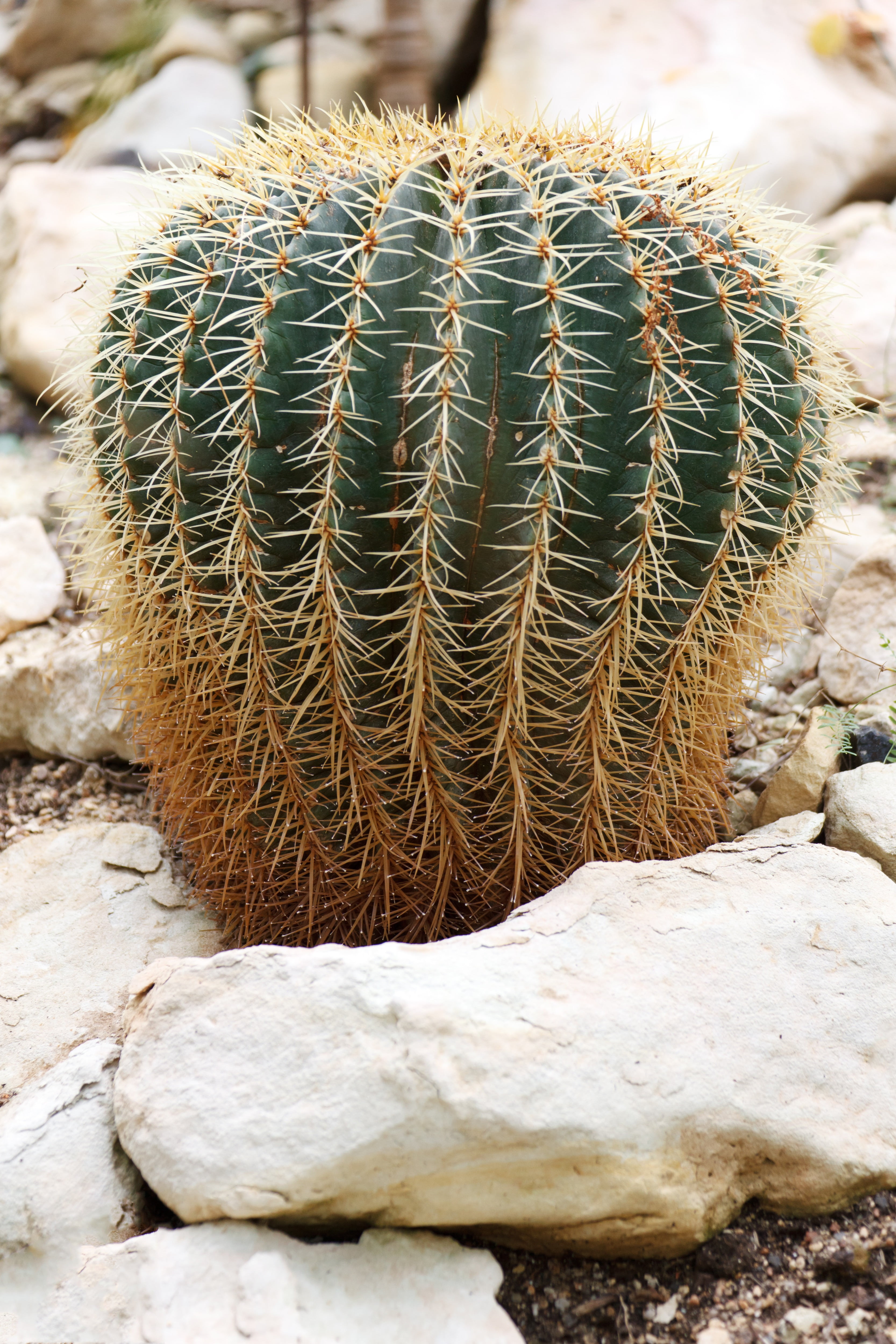 spikes, barrel cactus, climate, field, 4K, succulent, spiky, plant, cactus, solid, grow, spiked, thorn, beauty in nature, dry, needle - plant part, green color, Phone HD Wallpaper