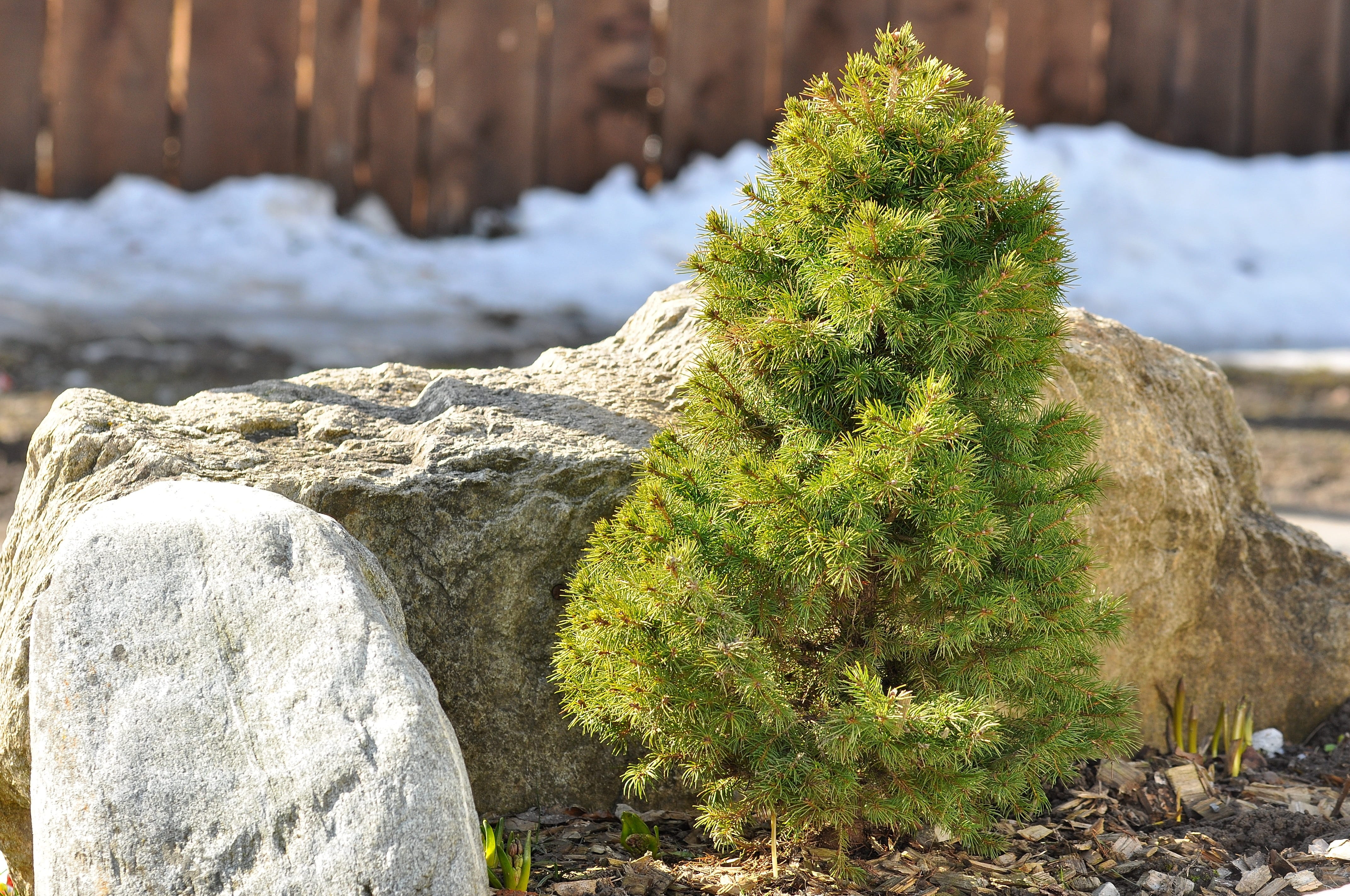growth, succulent plant, 4K, close-up, sunlight, green color, cactus, day, needles, nature, no people, plant, outdoors, dwarf fir, Fir, cold temperature, HD Wallpaper