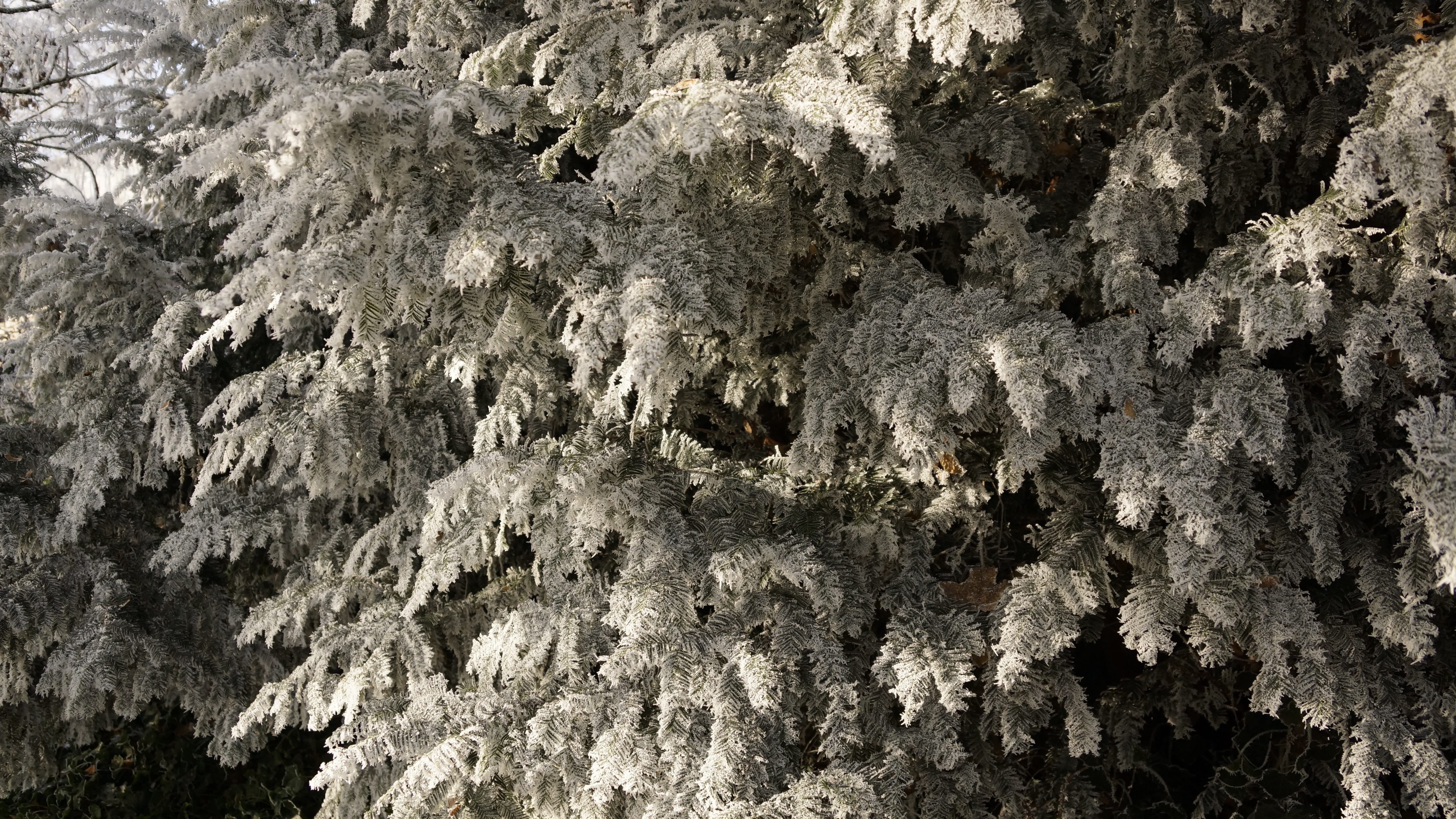 forest, crystal, evergreen, growth, rock, branch, backgrounds, rock - object, tranquility, twig, textured, no people, outdoors, cold, resting, close-up, HD Wallpaper