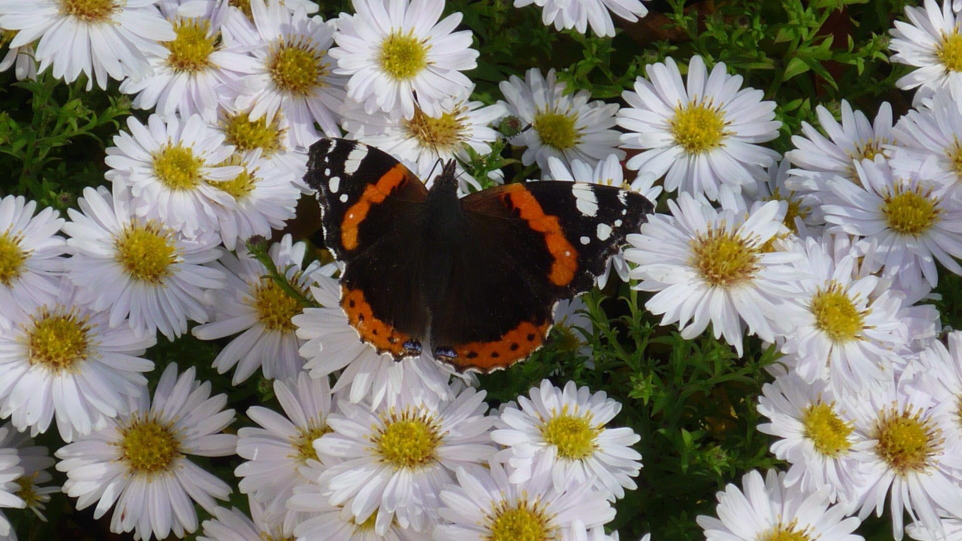 plant, insect, flowering plant, many, butterfly, days butterfly, animal themes, one animal, 1080P, animal wing, midst, flower, animal, pollen, freshness, HD Wallpaper