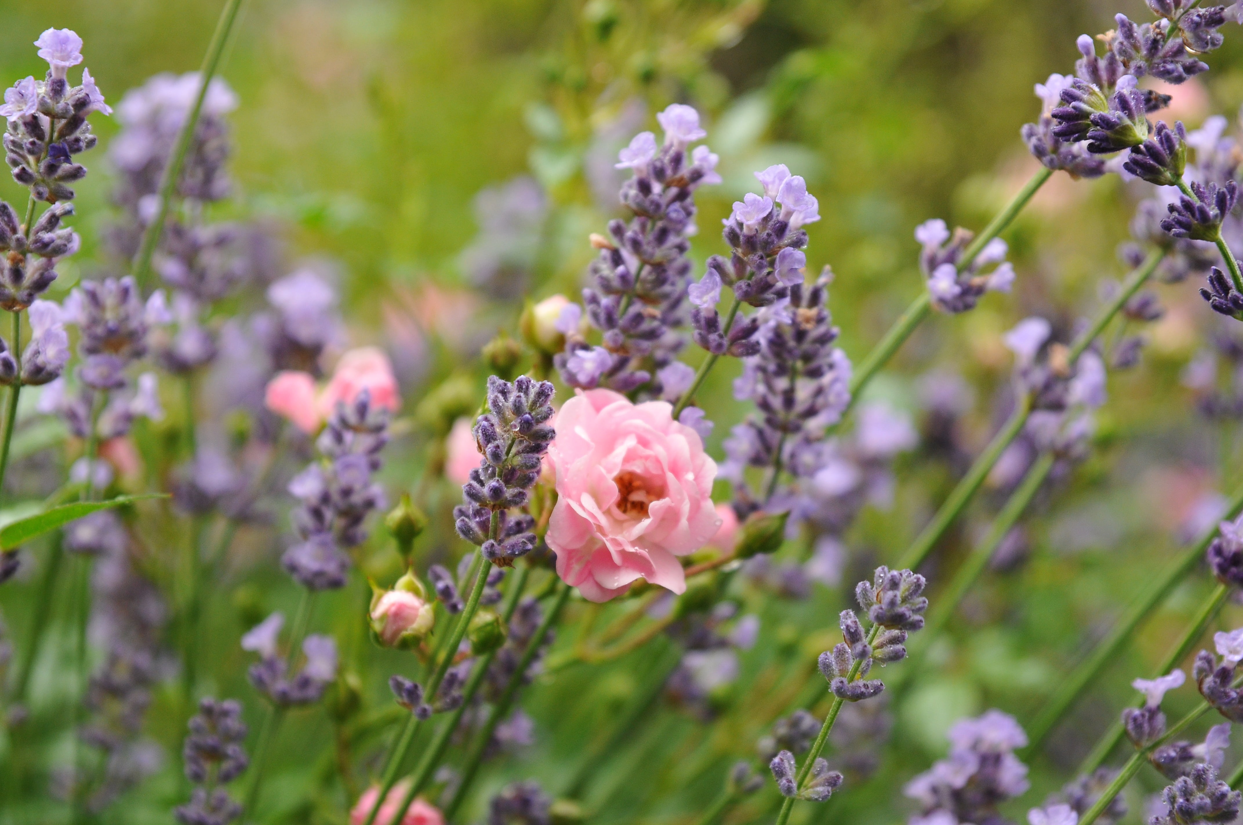 springtime, lavenders, pink flower, summer, midst, no people, pink, outdoors, rose - flower, flowering plant, day, green, close, vulnerability, focus on foreground, HD Wallpaper