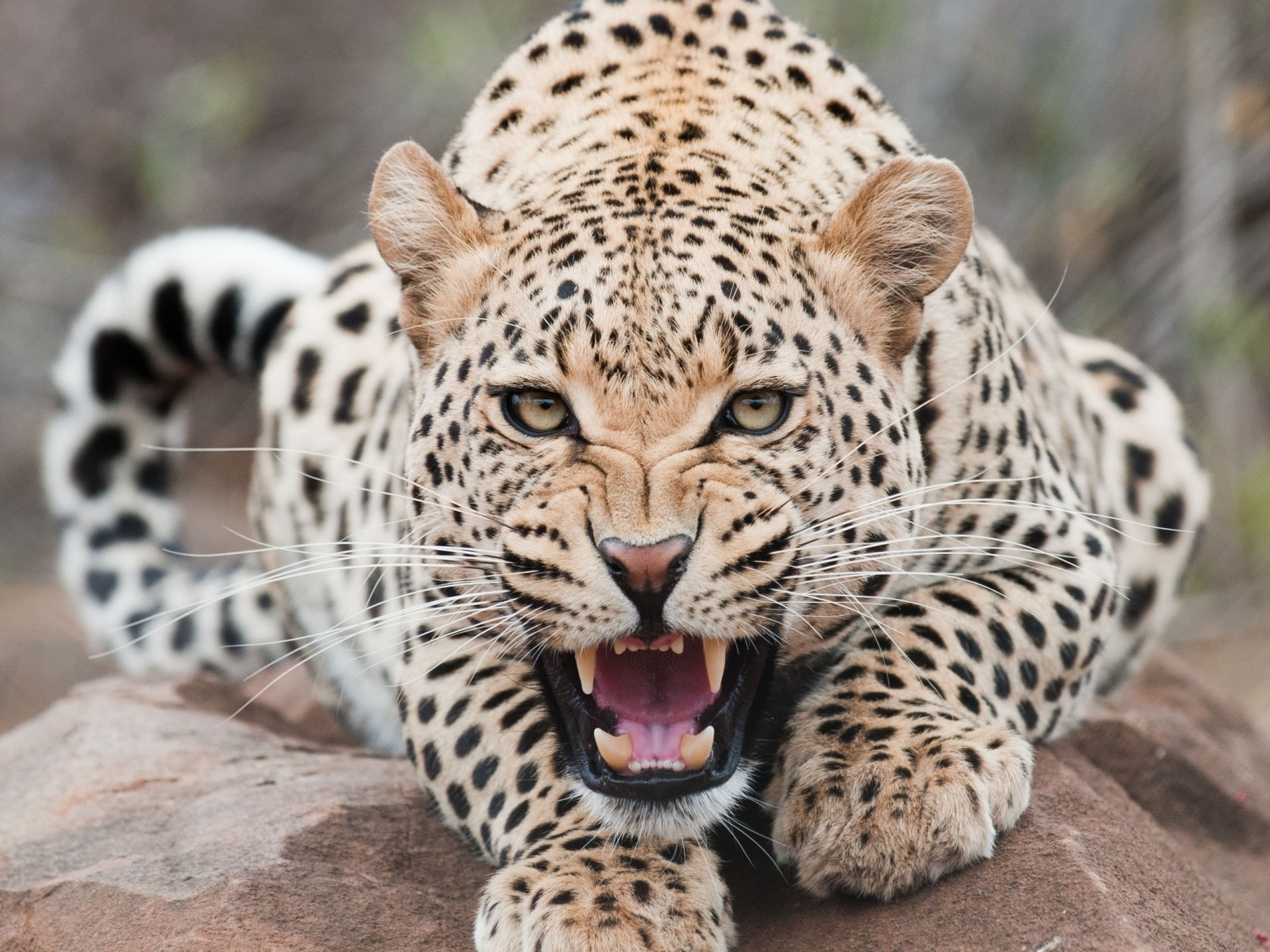 Leopard, Snow, Ferocious, 1080P, HD Wallpaper