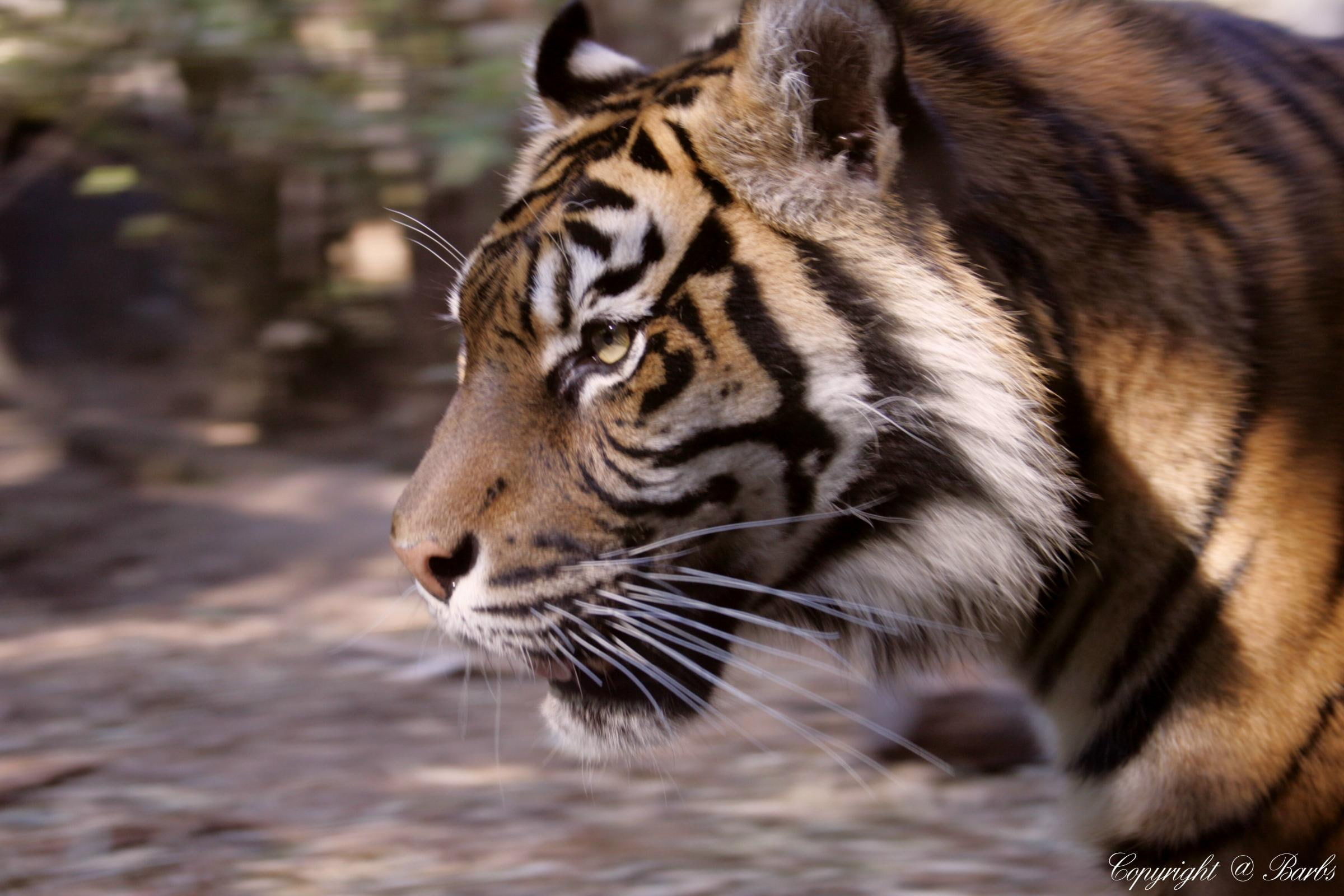 brown, ferocious, animals, 1080P, fellow, tiger, handsome, hsome, black, HD Wallpaper