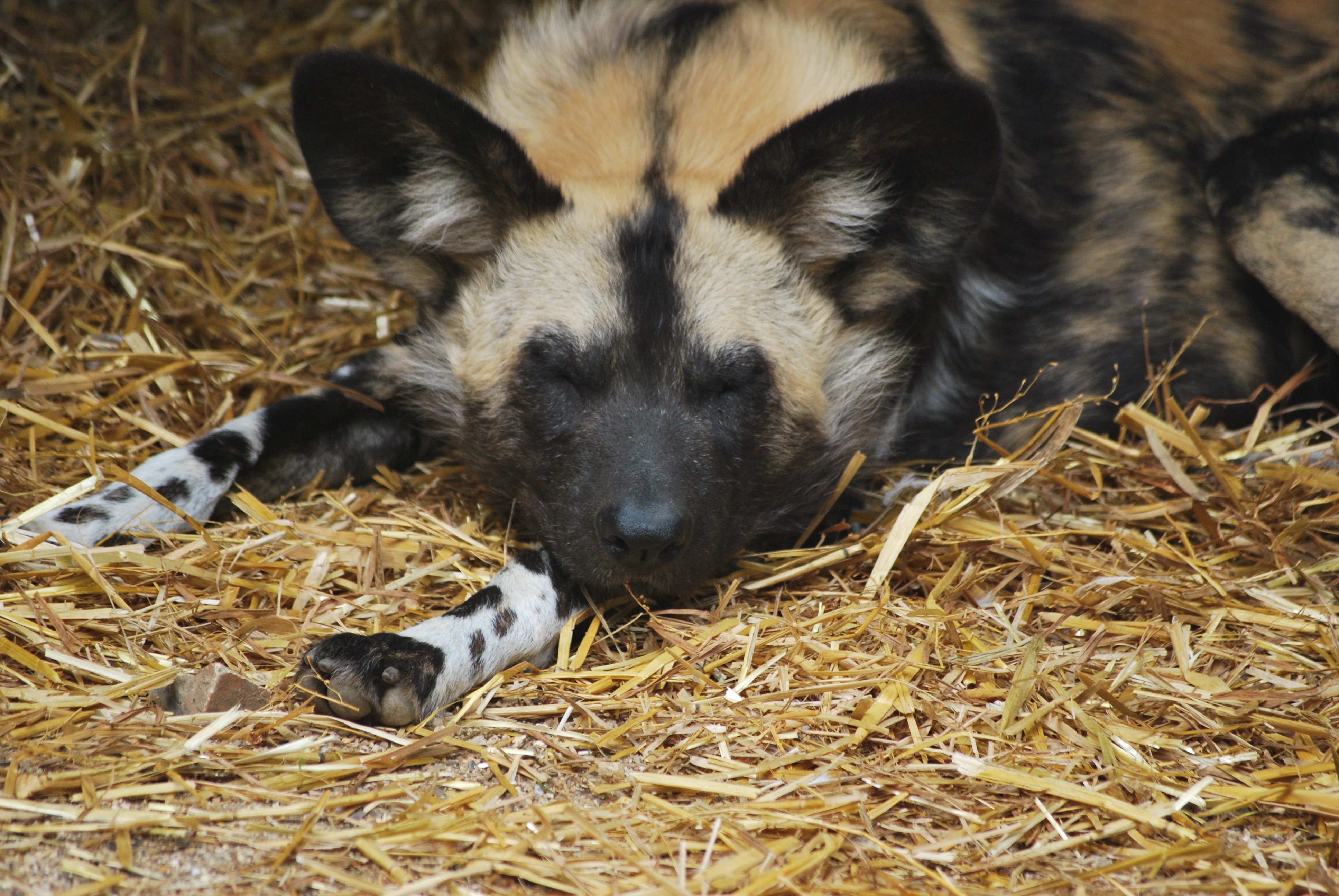canine, resting, animals in the wild, wild, animal, animal head, national, animal wildlife, ferocious, scavenger, dog, hyena, vertebrate, carnivore, hay, HD Wallpaper