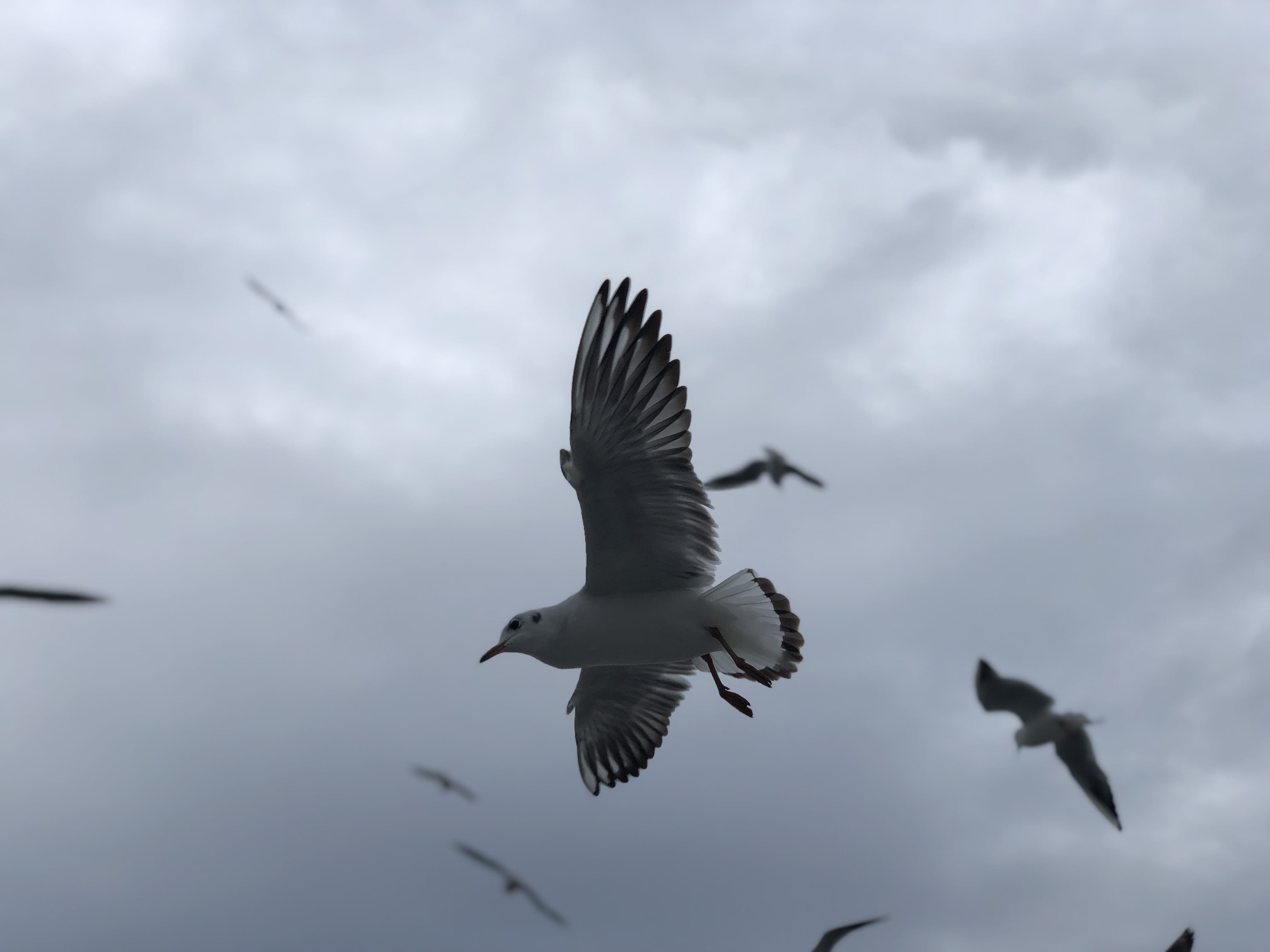 china, day, low angle view, motion, bird, mid-air, overcast, animal, flying, 4K, 15 hongta w rd, vertebrate, animal wildlife, sky, kunming shi, outdoors, HD Wallpaper