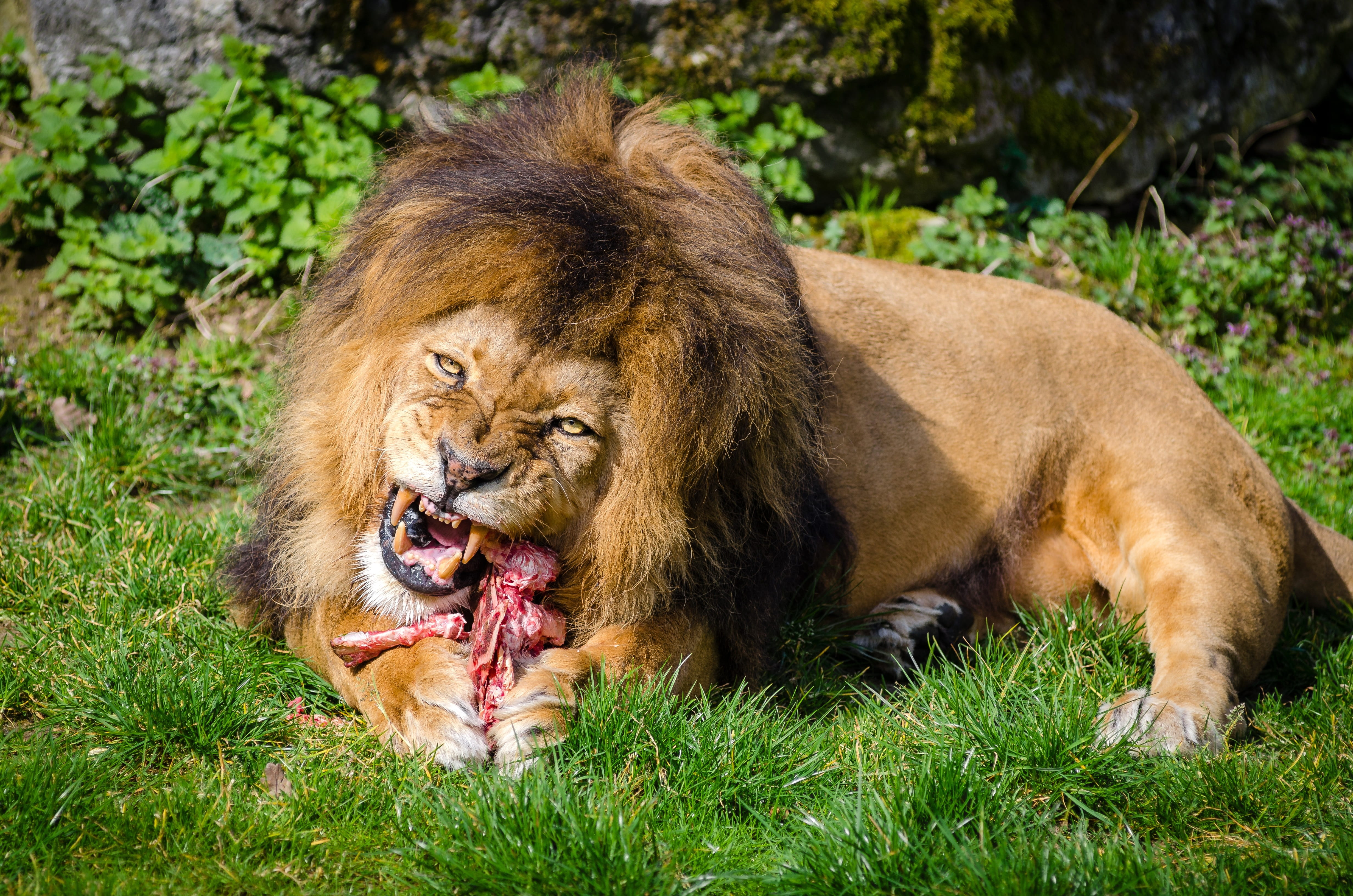 lion - feline, cat, animals in the wild, feeding, ferocious, 4K, animal mouth, aggression, one animal, lion, wildlife, predator, no people, eating, outdoors, HD Wallpaper