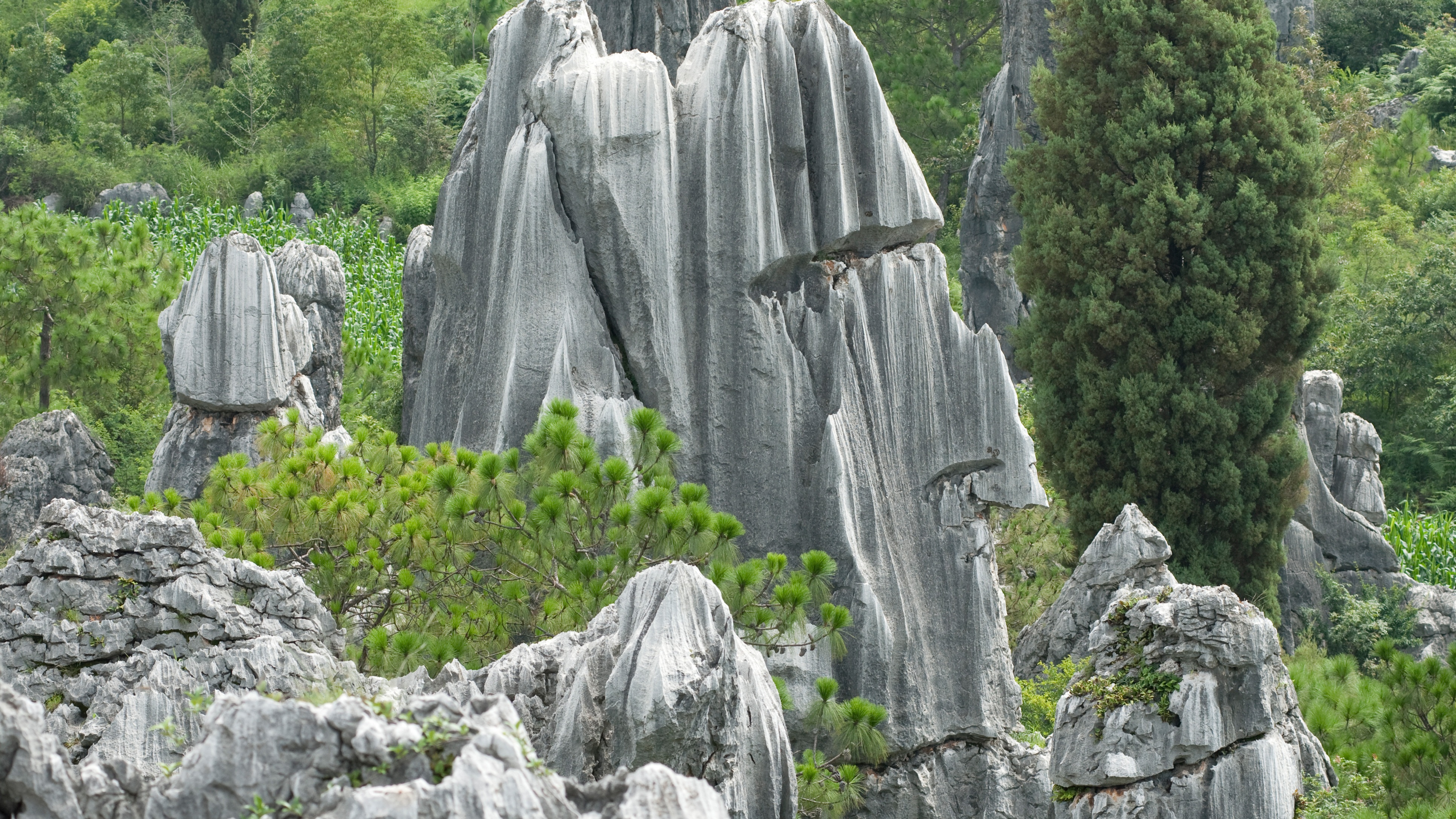 kunming, scenics - nature, plant, sculpture, forest, growth, solid, 4K, rock - object, china, day, beauty in nature, nature, land, rock formation, tranquility, HD Wallpaper
