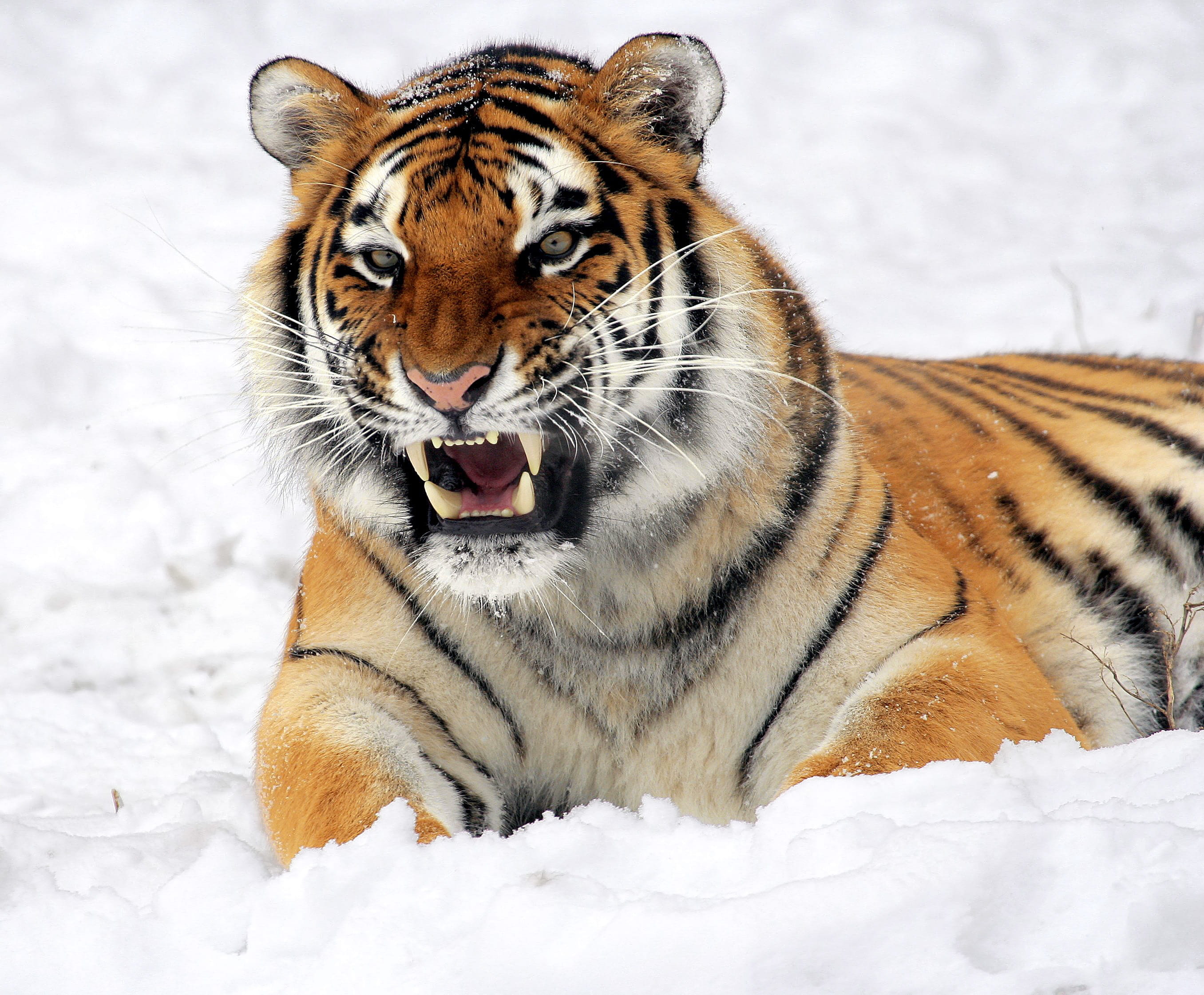 whisker, carnivore, 2K, wild animal, stripes, big cat, animal themes, snow, fur, wildlife, fangs, close-up, animal, hunter, portrait, animals in the wild, HD Wallpaper