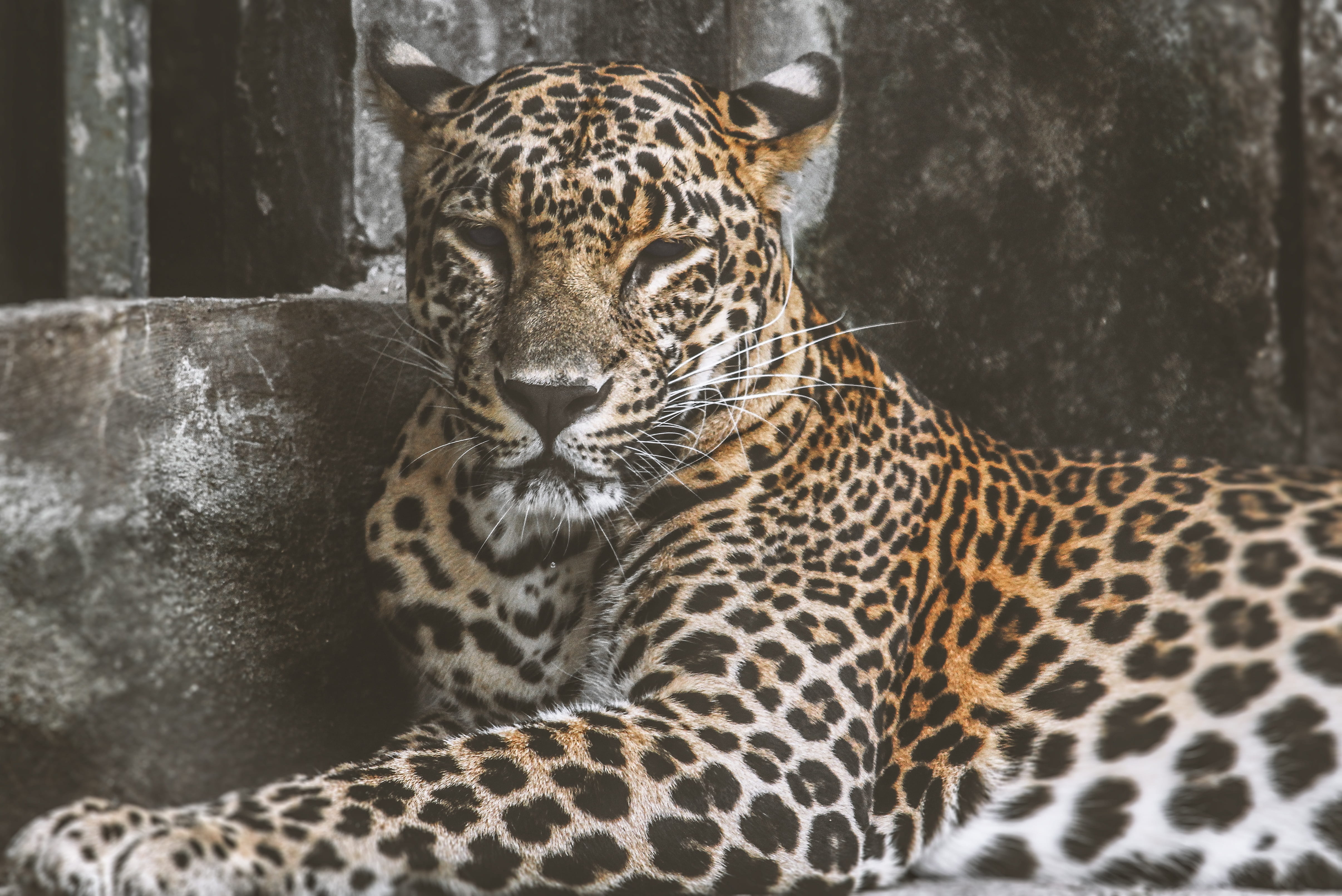 dangerous, wilderness, animals in the wild, day, focus on foreground, cat, wildcat, zoo, outdoors, no people, rest, lethal, one animal, attitude, portrait, HD Wallpaper