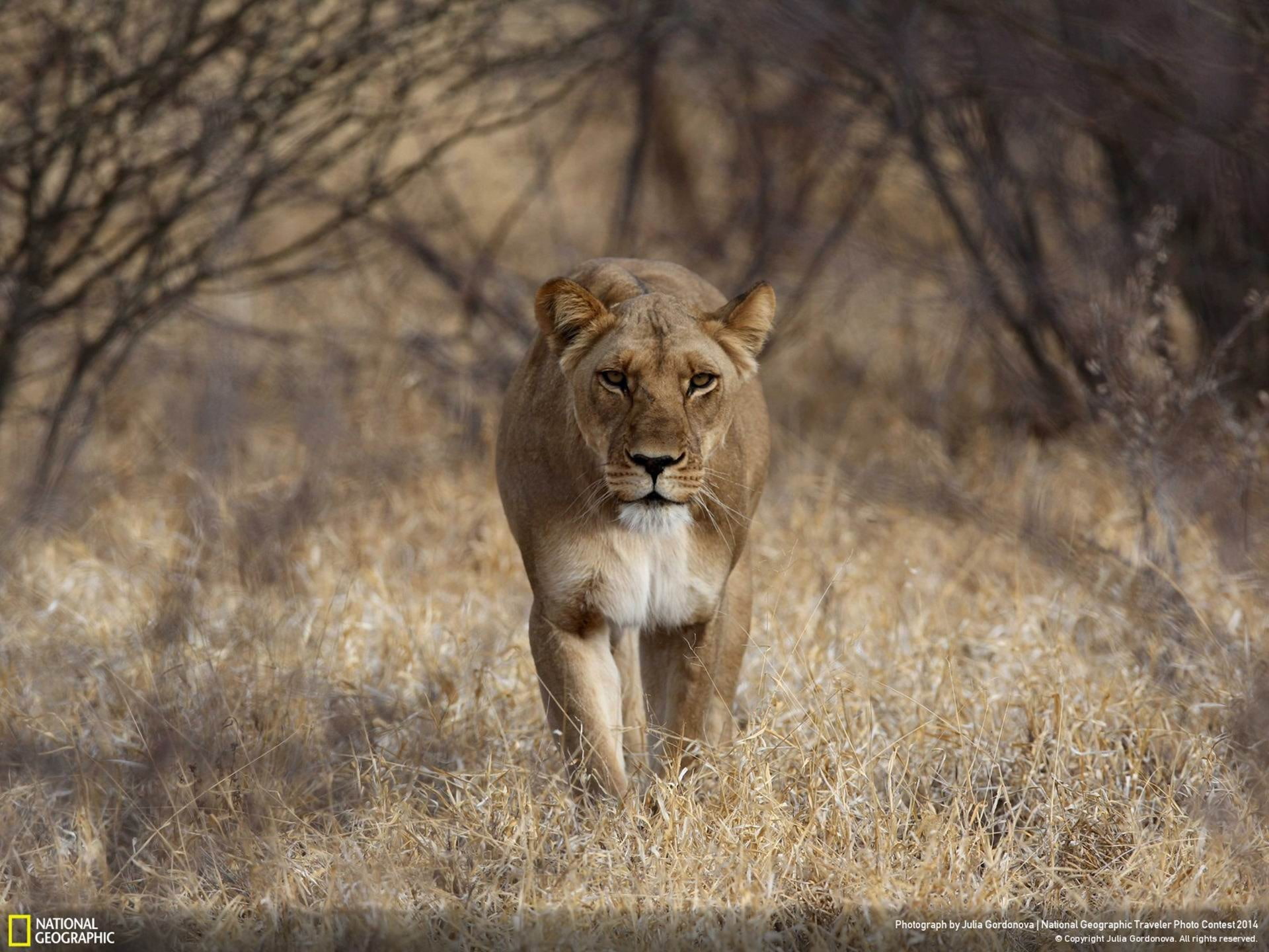cat, lioness, vertebrate, one animal, grass, feline, animal wildlife, animals in the wild, brown, geographic, no people, lion, mammal, photo, animal, national, HD Wallpaper