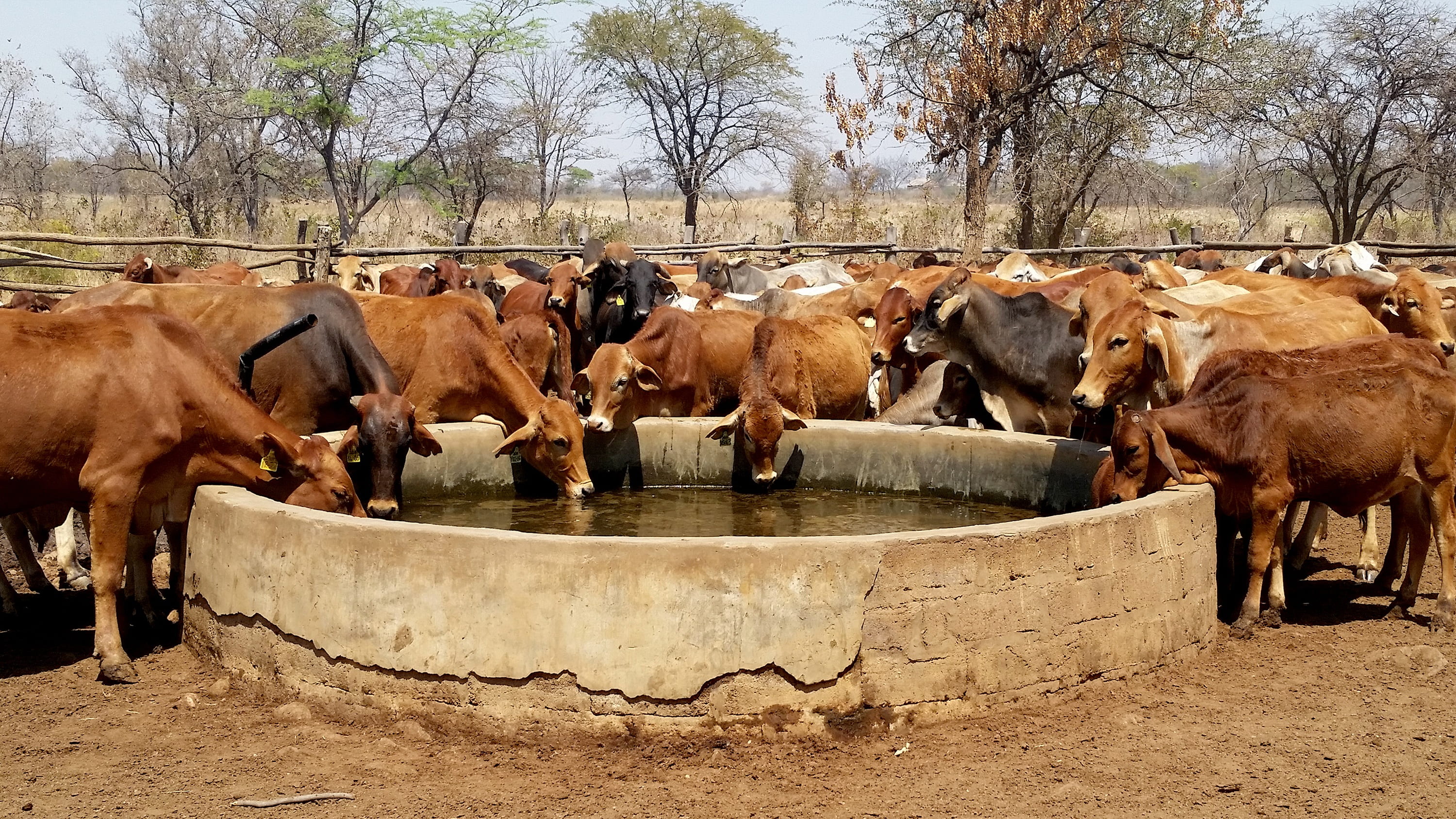2K, water trough, domestic, drinking, group of animals, domestic animals, rural, water, animal wildlife, farm, country, day, animal themes, plant, animal, HD Wallpaper