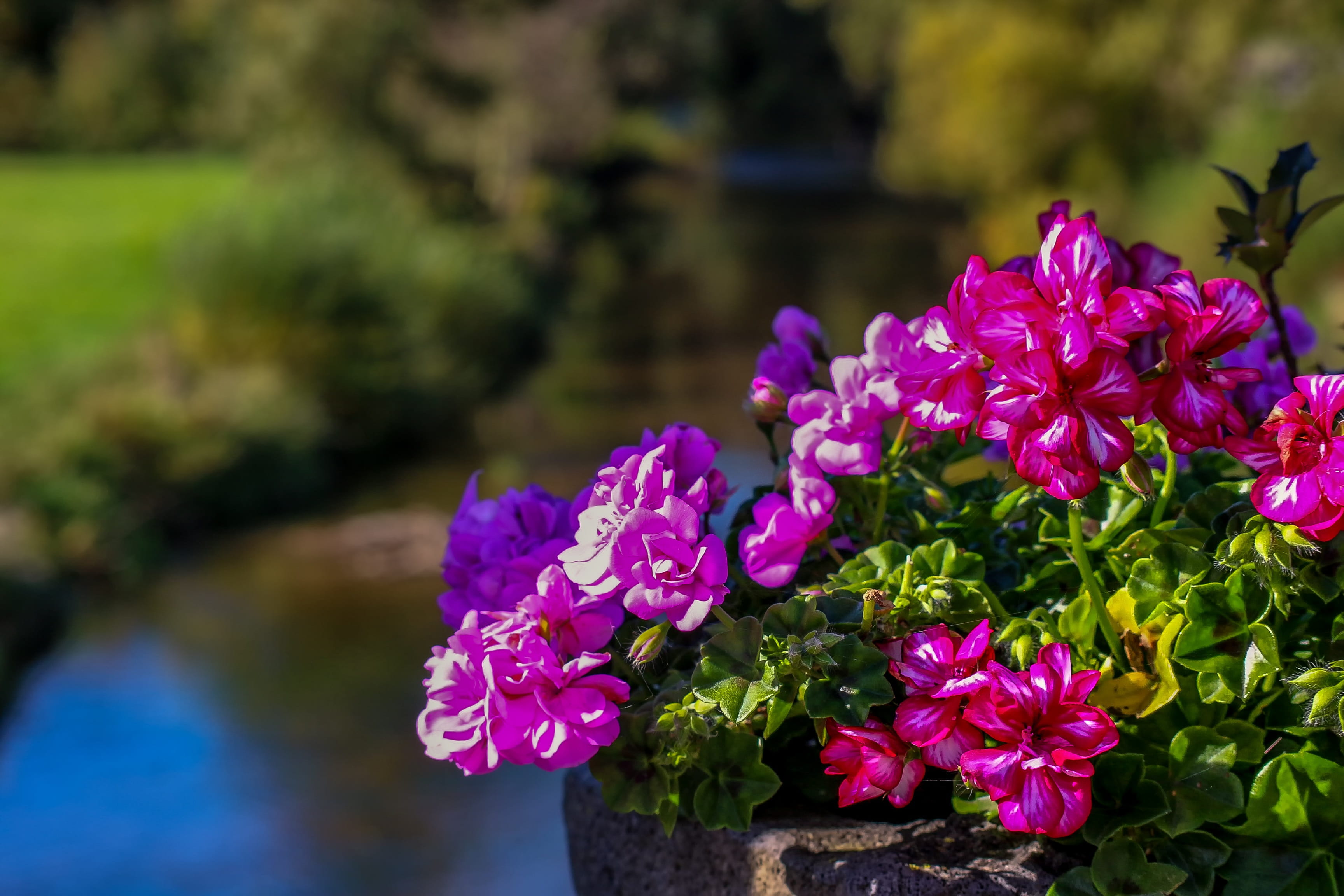 colorful, bucket, no people, flower arrangement, outdoors, bouquet, petal, idyllic, landscape, meadow, stone pot, inflorescence, vulnerability, growth, HD Wallpaper