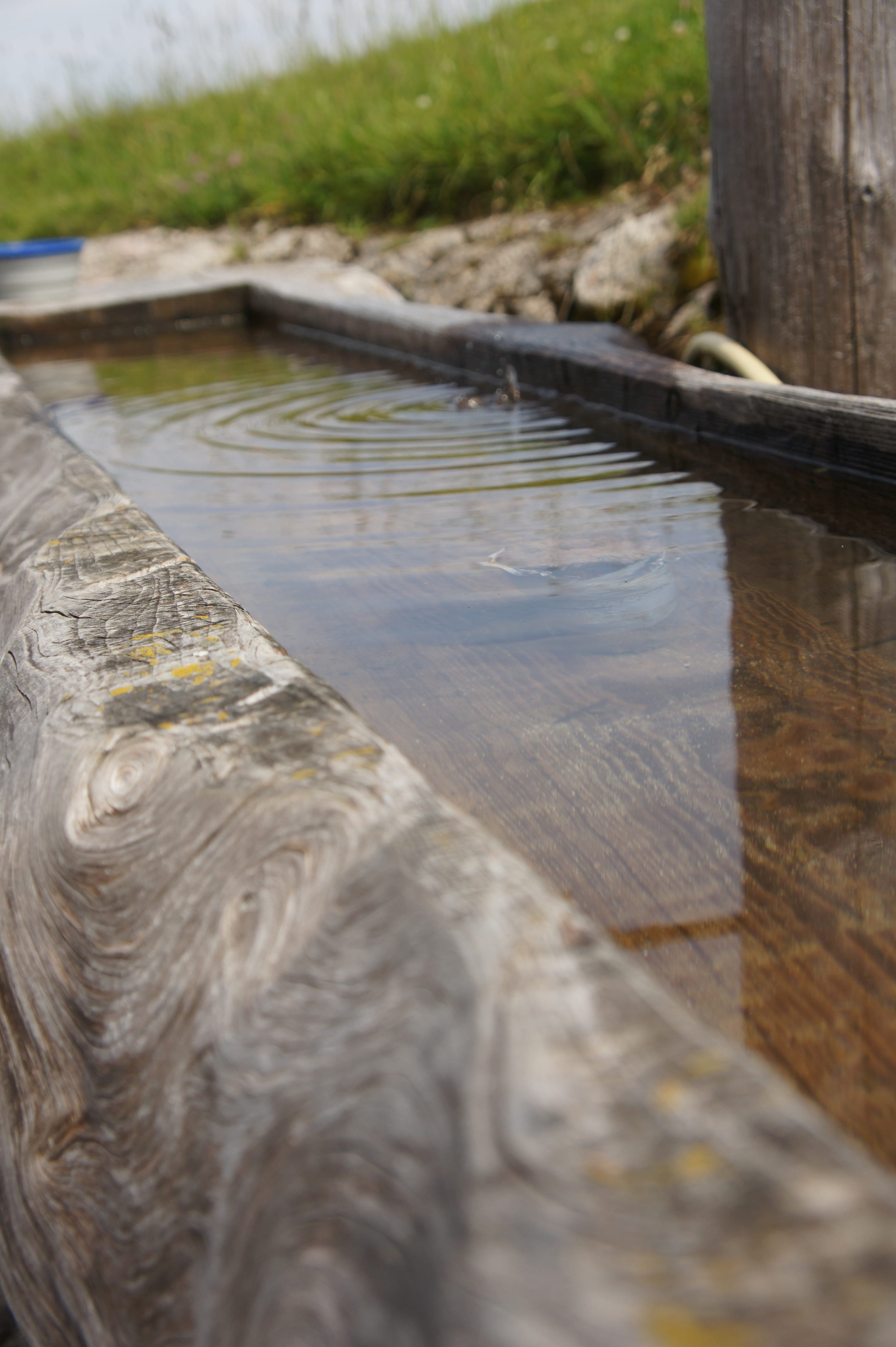 potions, reflection, alm, nature, wood, animals, selective focus, wood - material, high angle view, plant, bavaria, animal themes, 4K, no people, lake, Phone HD Wallpaper
