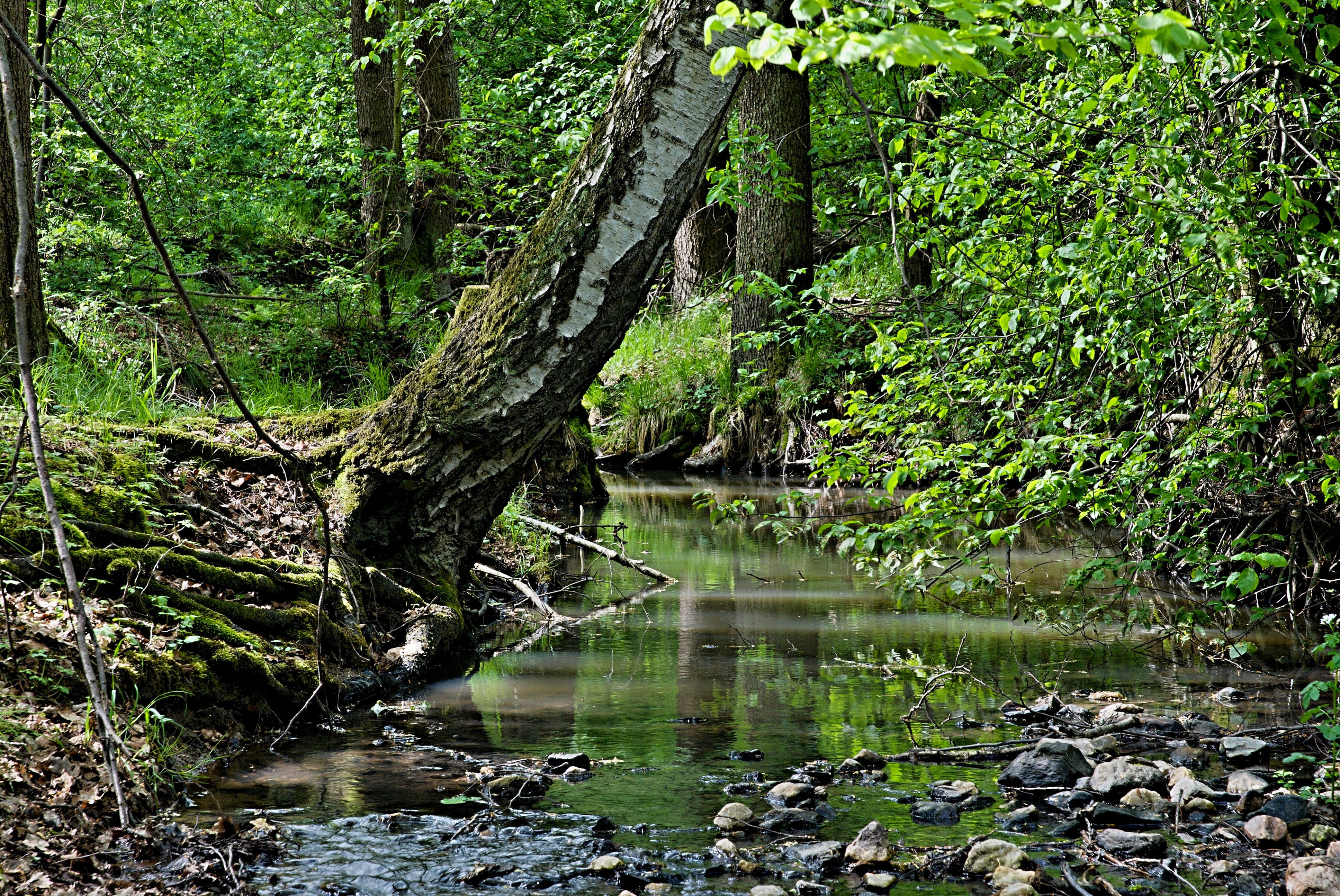 surface, leaf, bank, tranquil Scene, stony, land, shadow, day, Bank, Stream, Change, Water, landscape, forest, tree trunk, outdoors, sun, 4K, green Color, HD Wallpaper