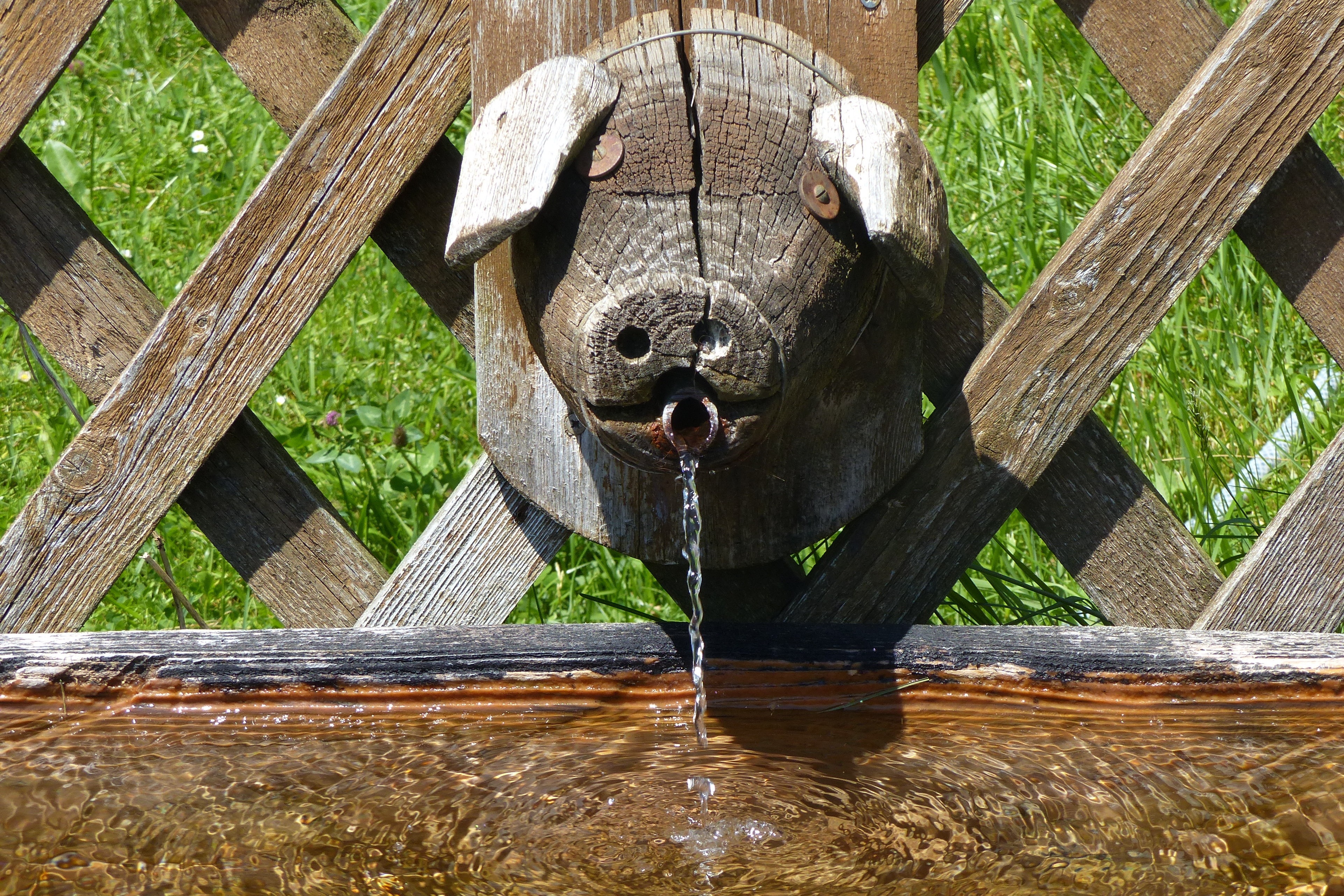 drinking water, water trough, tree, wood, 4K, lake, nature, animal themes, day, animal, water, one animal, drinking fountain, no people, vertebrate, animal body part, HD Wallpaper
