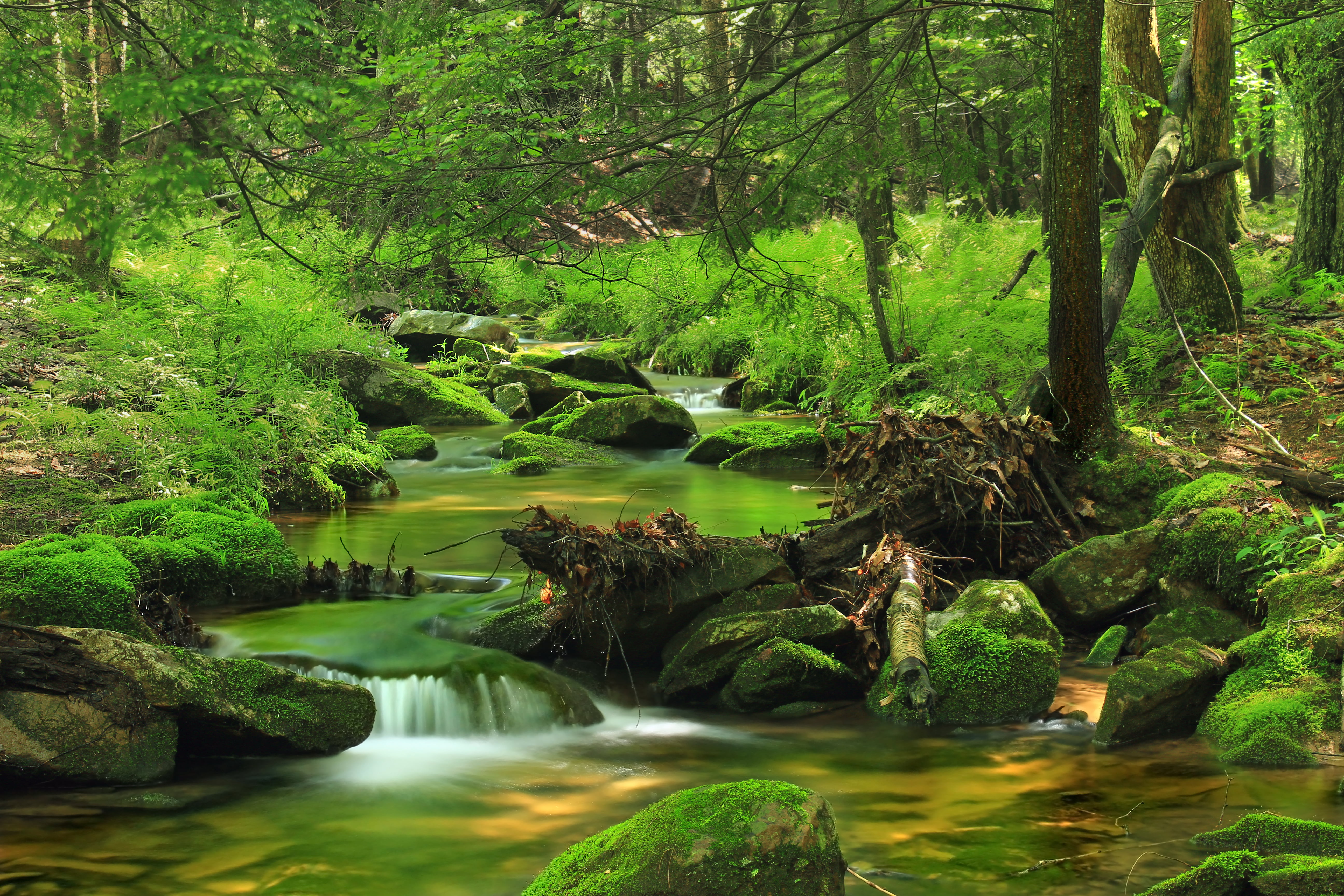 body, river, beauty In Nature, rock - Object, trees, leaf, tropical Rainforest, outdoors, green Color, forest, nature, scenics, freshness, landscape, water, HD Wallpaper