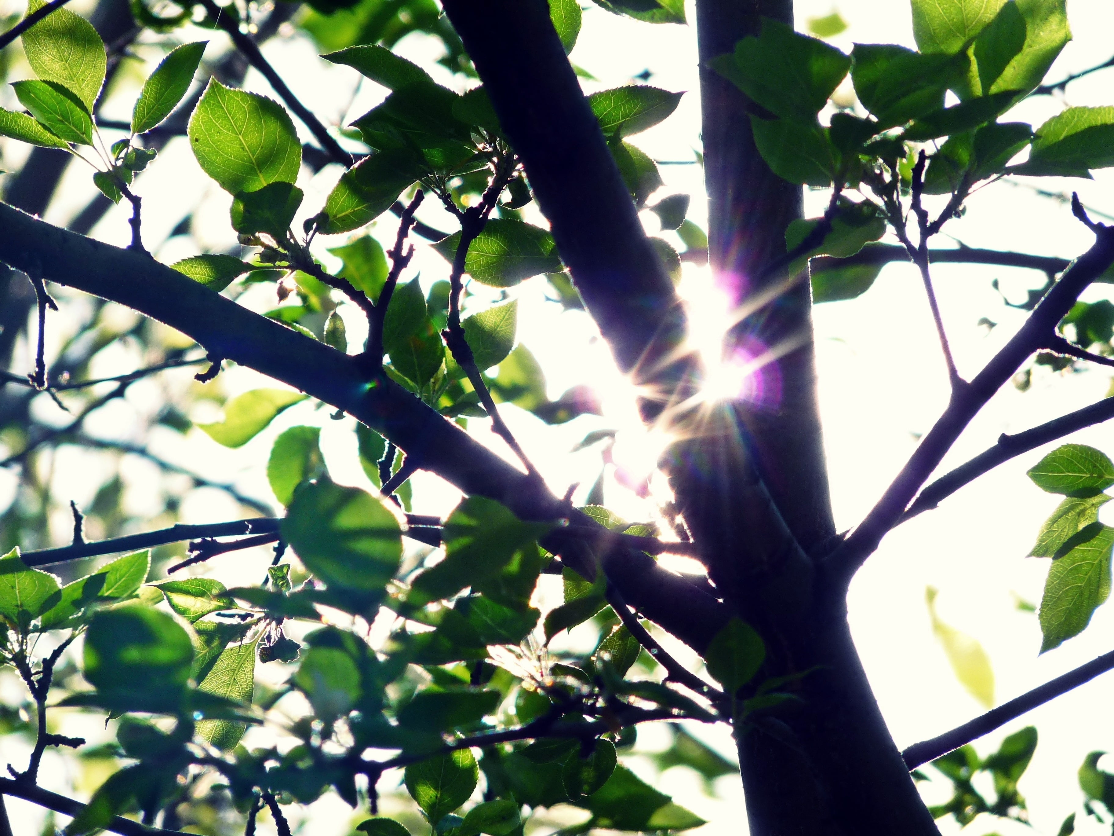 forest, trunk, lush Foliage, day, bright, plant, beauty In Nature, fruit, sunbeam, freshness, close-up, leaves, no People, green Color, outdoors, springtime, HD Wallpaper