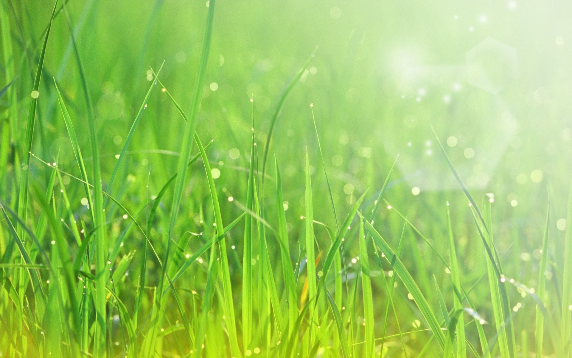 dew, sun, grass, patches of light, 1080P, HD Wallpaper