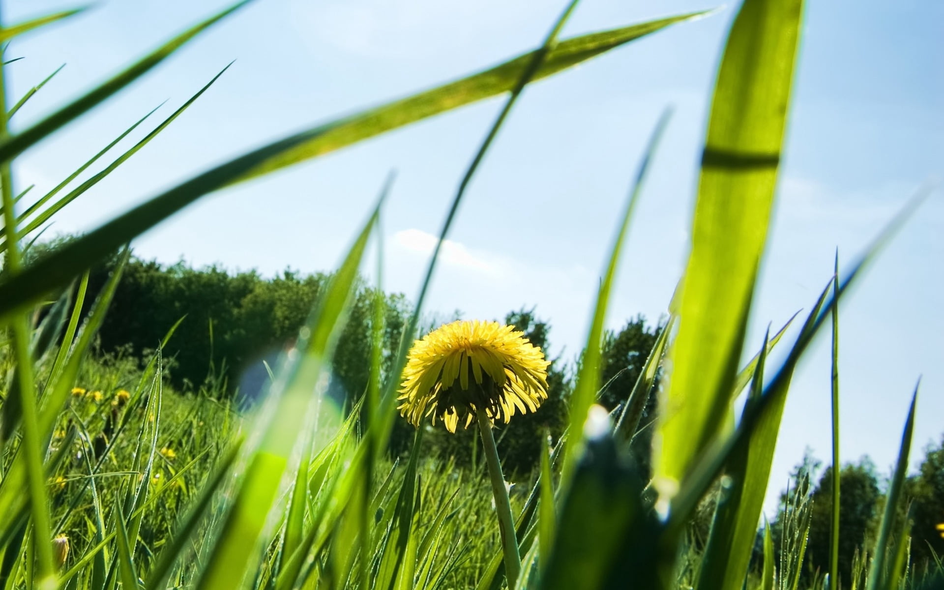 inflorescence, springtime, blue, field, botany, beauty In Nature, summer, seed, scenics, pasture, plant, flower head, petaled, blossom, light, growth, green Color, HD Wallpaper