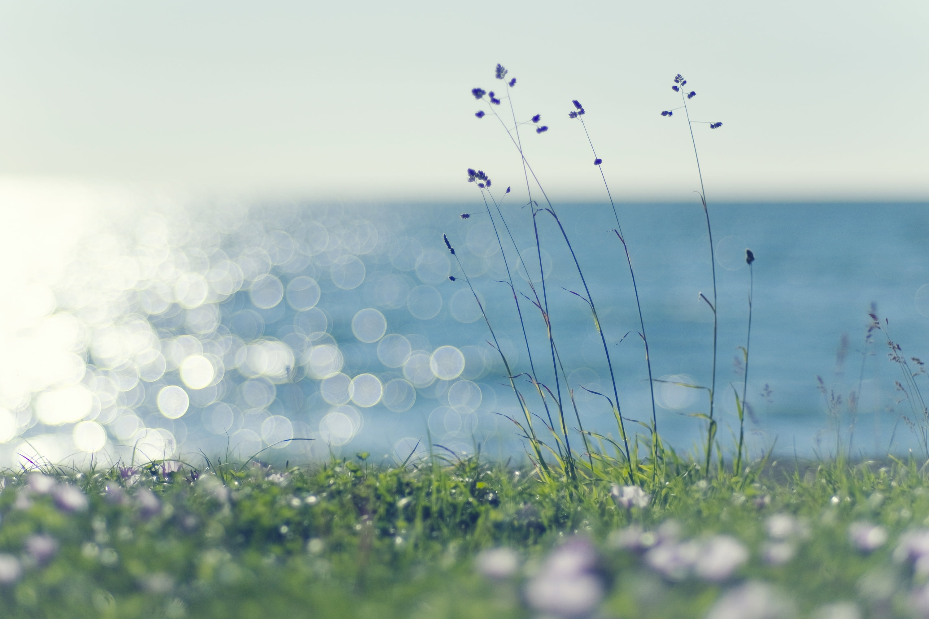 idyllic, scenics, vibrant Color, green Color, grass, patches of light, springtime, land, flower, abstract, coast, sun, blades, sunny, day, flowering plant, HD Wallpaper
