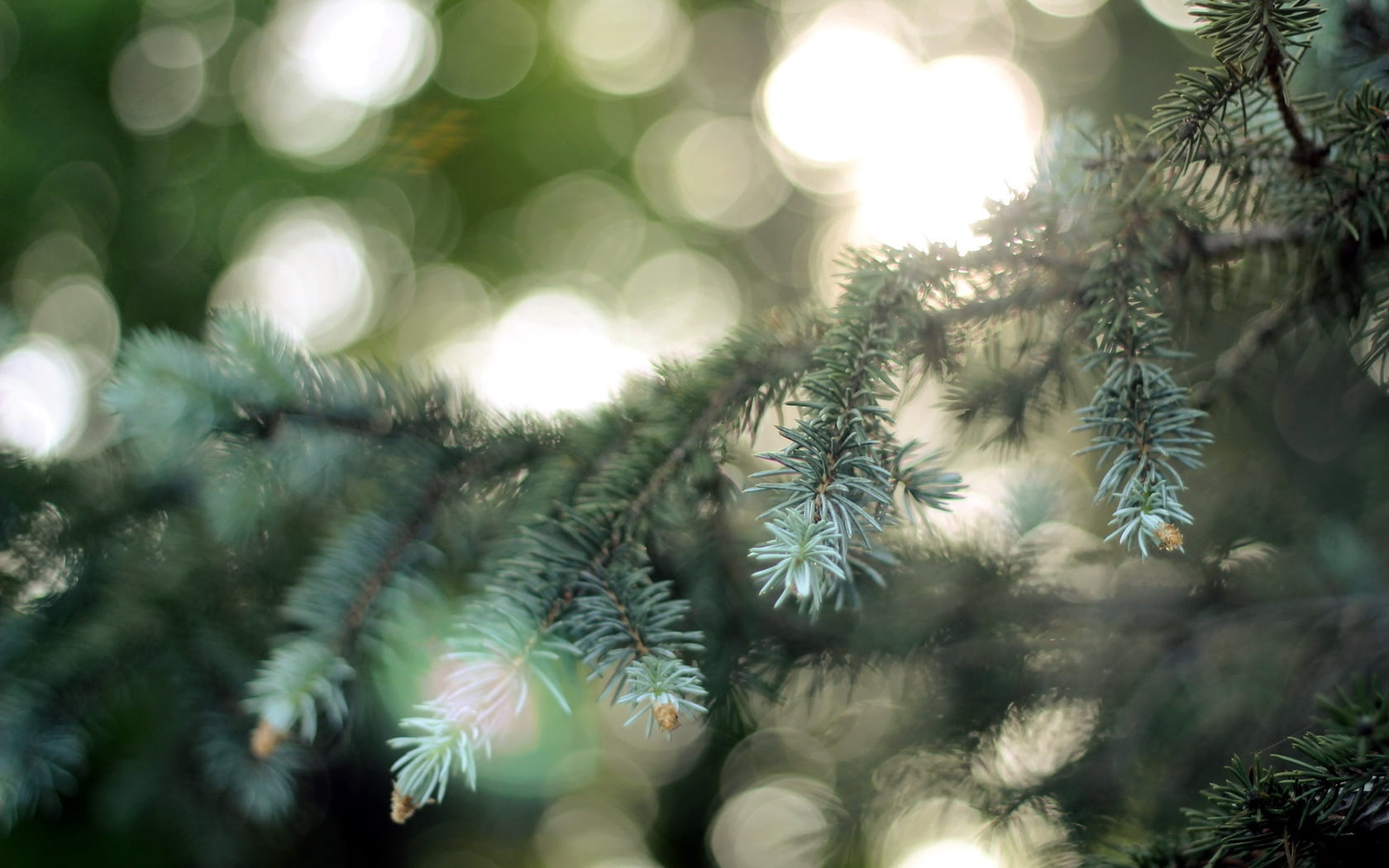 green, nature, selective focus, plant, outdoors, no people, holiday, patches of light, sunlight, 720P, branch, beauty in nature, pine tree, close-up, pine, HD Wallpaper