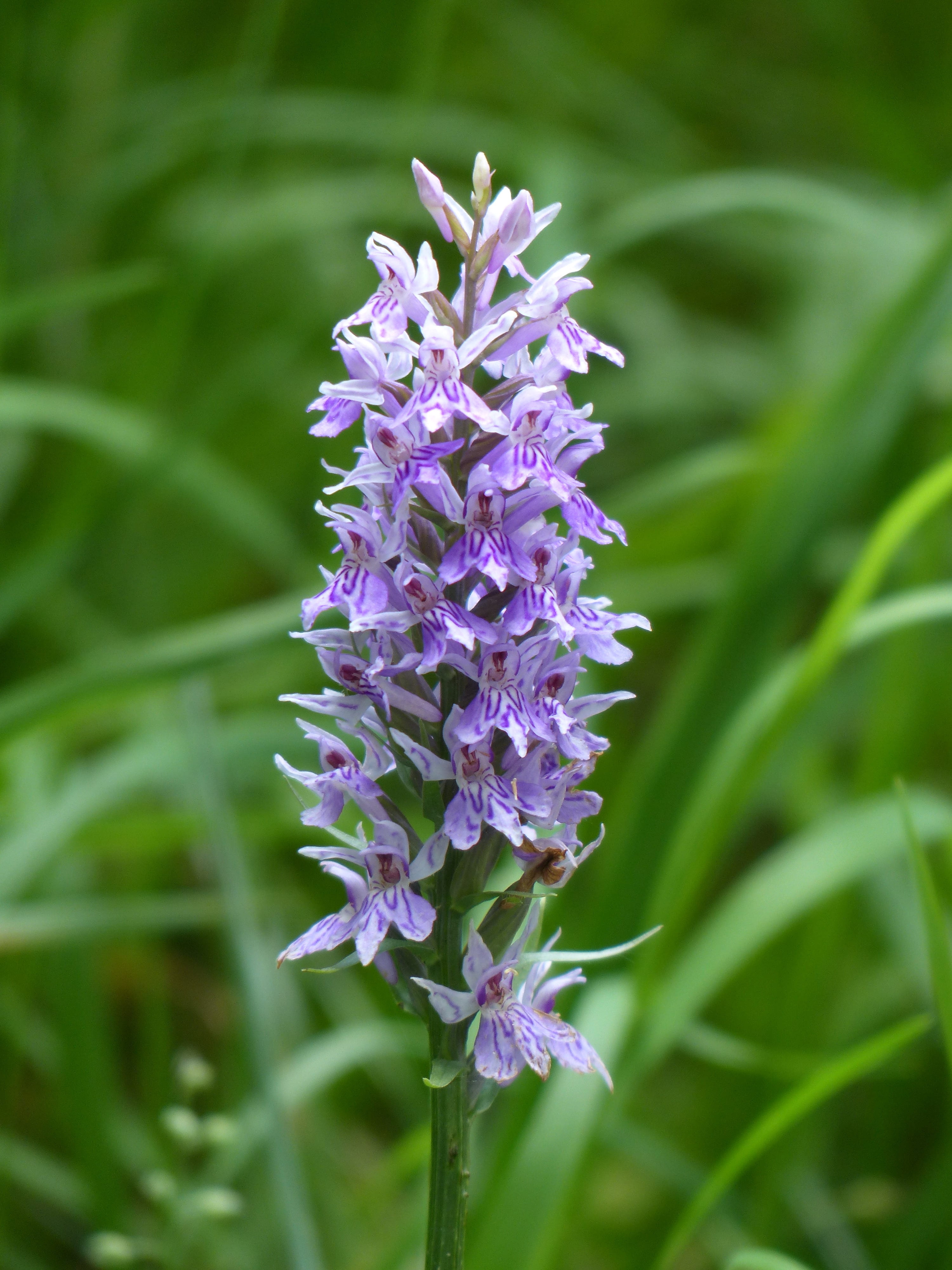 vulnerability, spotted, orchid like, beautiful, purple, dactylorhiza maculata, fingerwurz, botany, orchidales, no people, flora, inflorescence, lavender, Phone HD Wallpaper