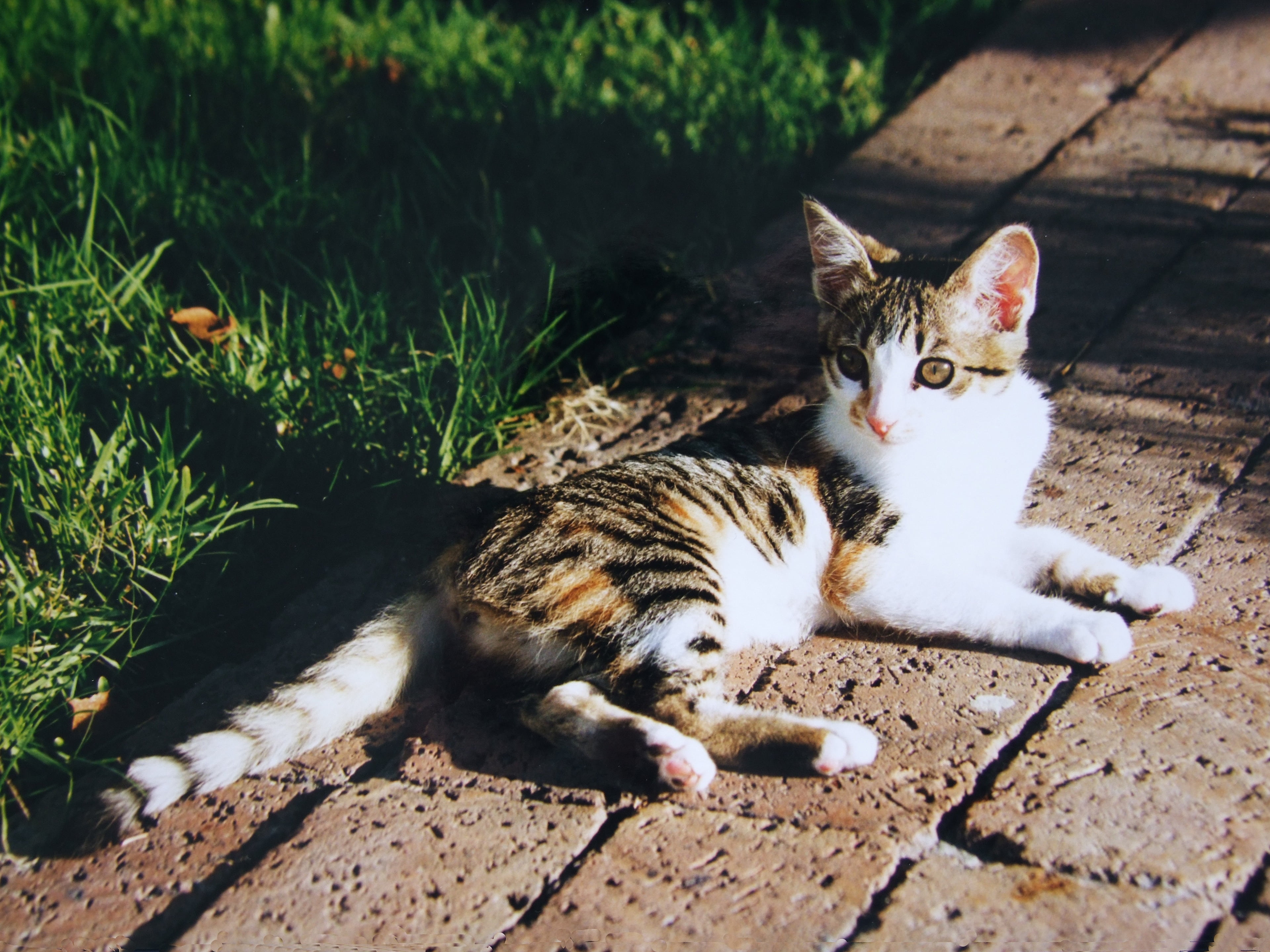 plant, relaxation, kitten, evening light, day, vertebrate, adidas patched, domestic cat, no people, animal, sunlight, evening sun, domestic, domestic animals, HD Wallpaper