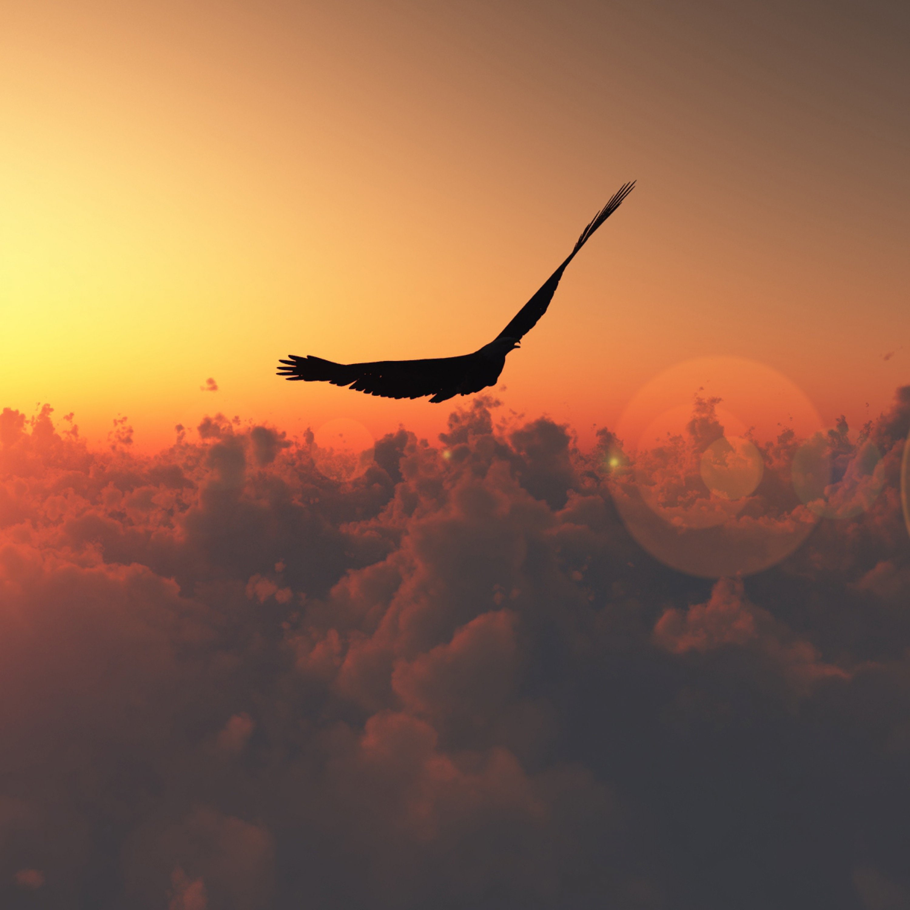 bird, 2K, Patches, of, Height, clouds, Flight, dom, light, sun, Phone HD Wallpaper