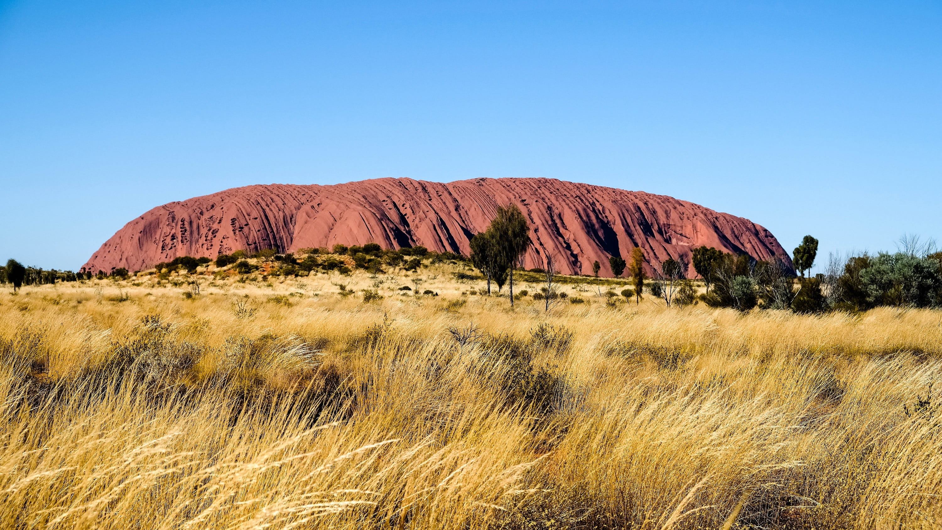 northern territory, geology, outdoors, day, landmark, clear sky, outback, grass, field, desert, non-urban scene, scenics - nature, ayers rock, sky, tranquil scene, HD Wallpaper