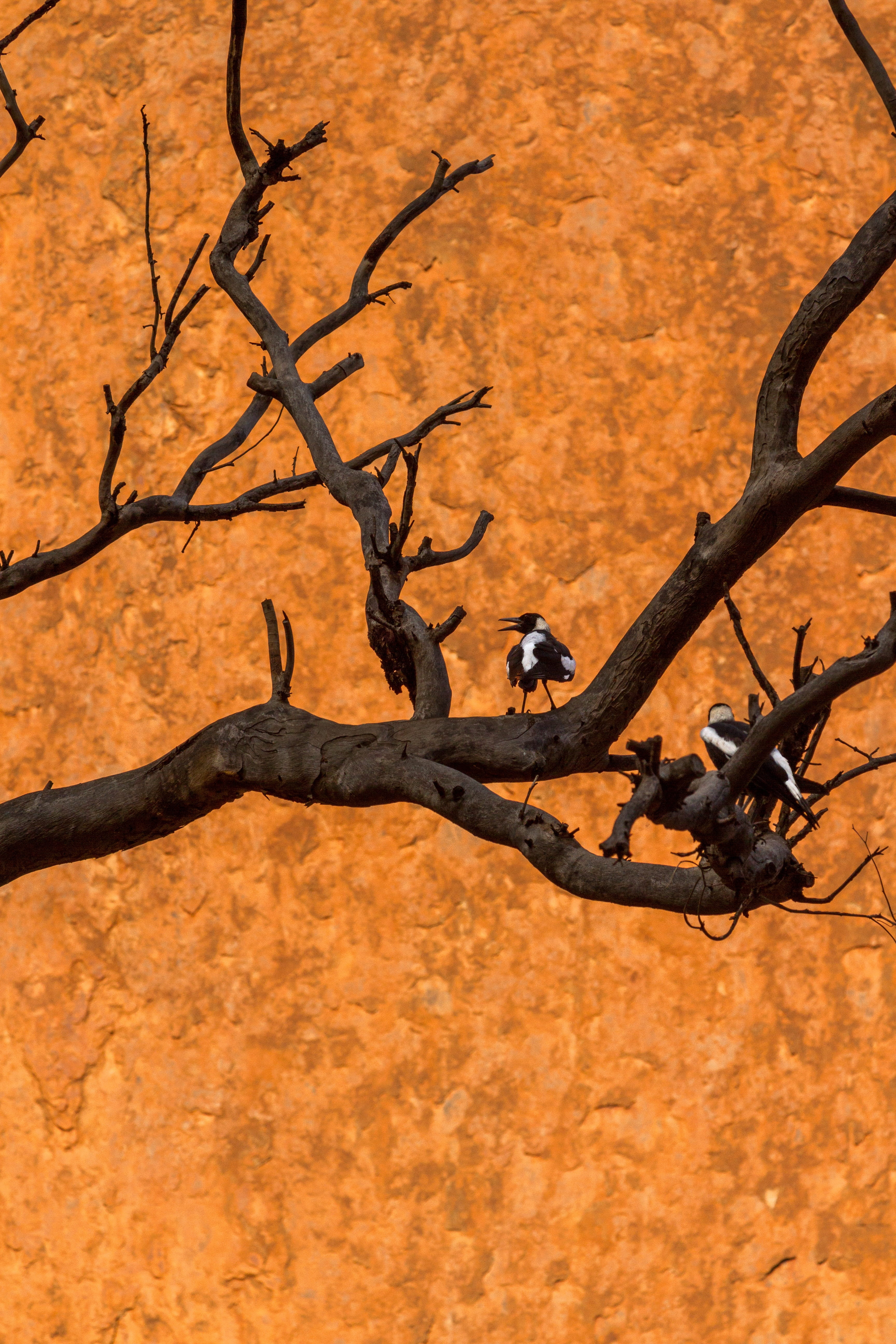 branch, animal, vertebrate, bare tree, nature, uluru-kata tjuta, tree, mammal, animal themes, day, outdoors, non-urban scene, beauty in nature, one animal, Phone HD Wallpaper