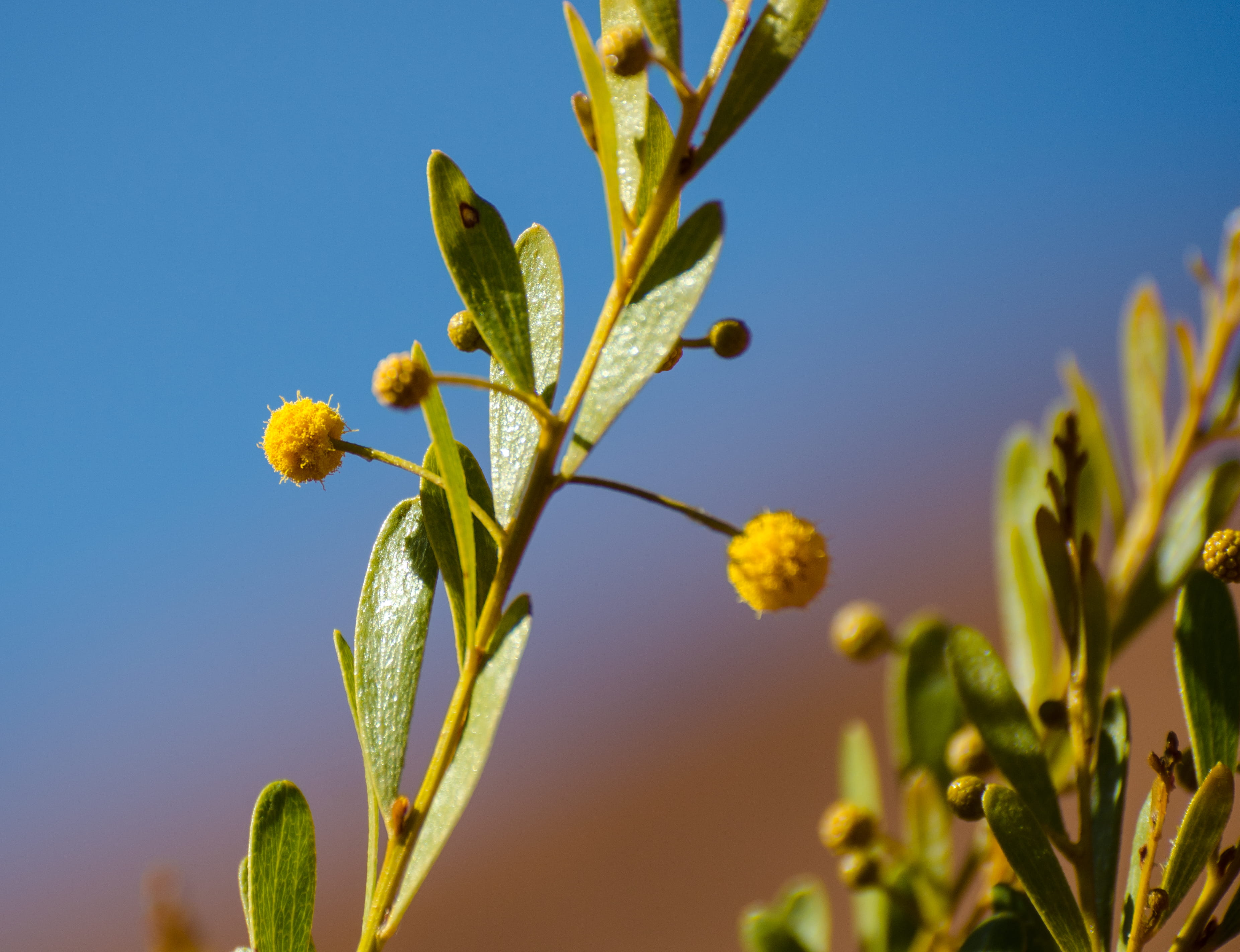 outdoors, bud, agriculture, beauty in nature, 2K, food, no people, nature, growth, clear sky, springtime, freshness, sky, plant part, sunlight, plant, HD Wallpaper