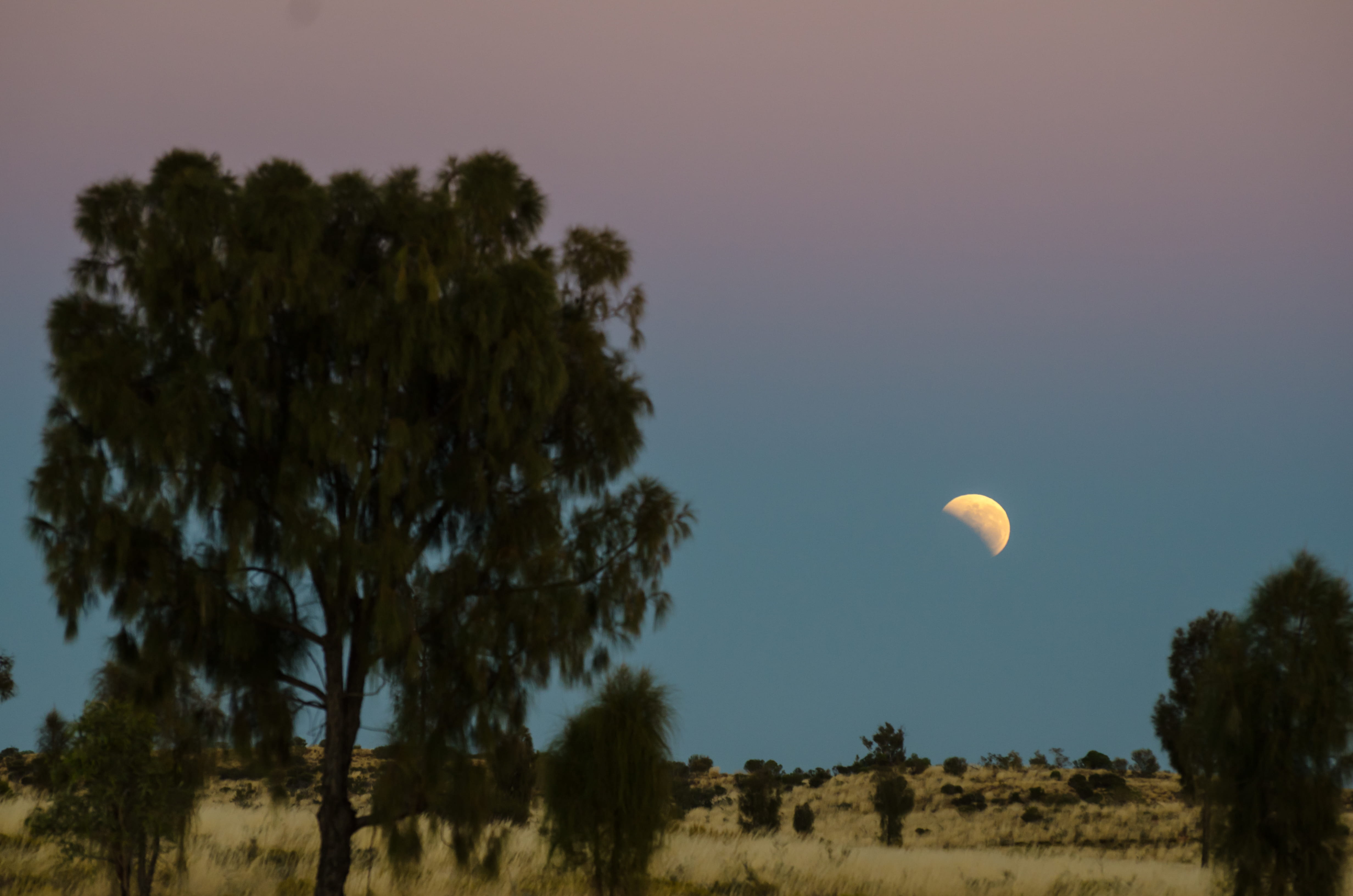 tree, sky, australia, sunrise, moon, morning, mid-air, landscape, trees, outdoor, blood moon, tranquility, nature, oak, uluru, conifer, dawn, no people, HD Wallpaper