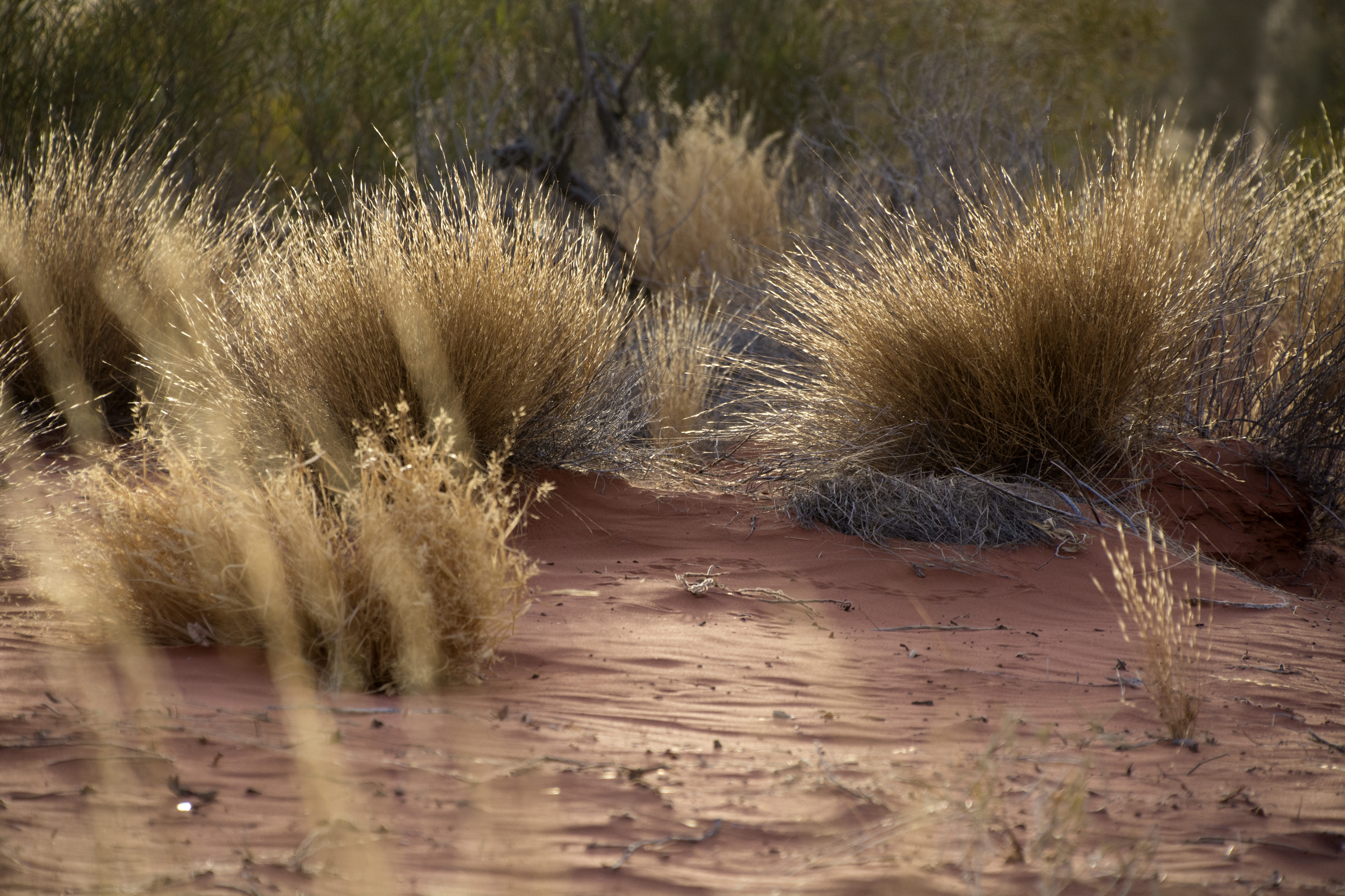 tranquility, plant, water, environment, outdoors, sand, day, 5K, nature, beauty in nature, beach, arid climate, dry, uluru, non-urban scene, no people, HD Wallpaper