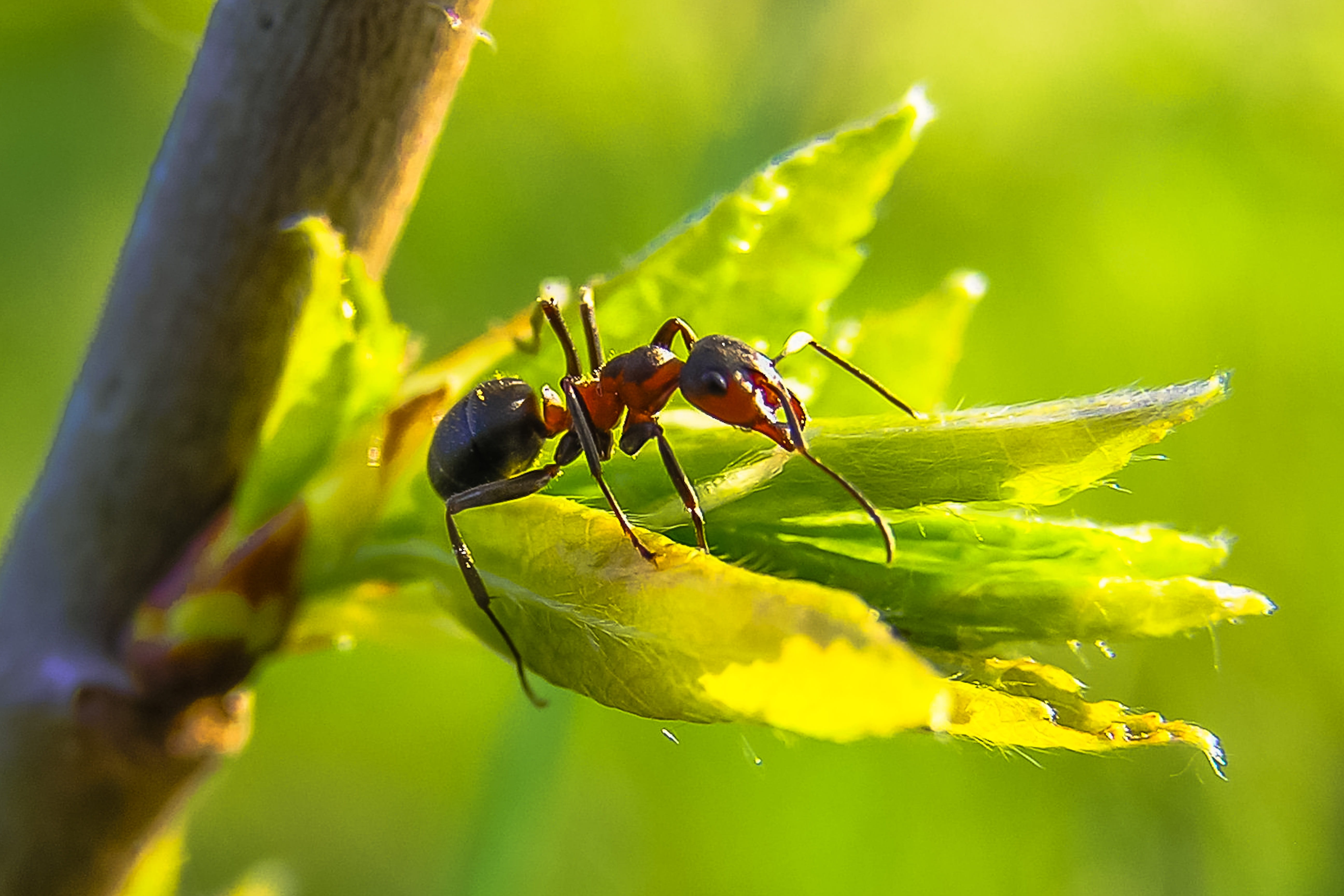 black, green color, 5K, priroda, animal body part, outdoors, leaf, no people, nature, animal themes, one animal, plant, flower, ant, flowering plant, macro, HD Wallpaper