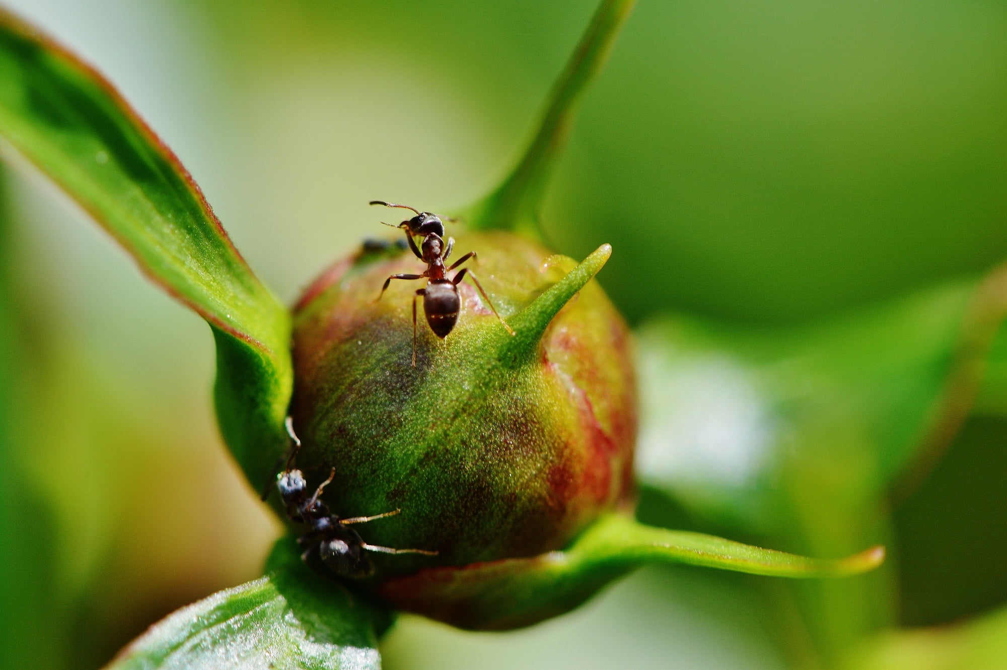 summer, plant part, food and drink, ants, no people, close-up, macro, organic, red, 1080P, nature, plant, leaf, freshness, animals in the wild, insect, HD Wallpaper