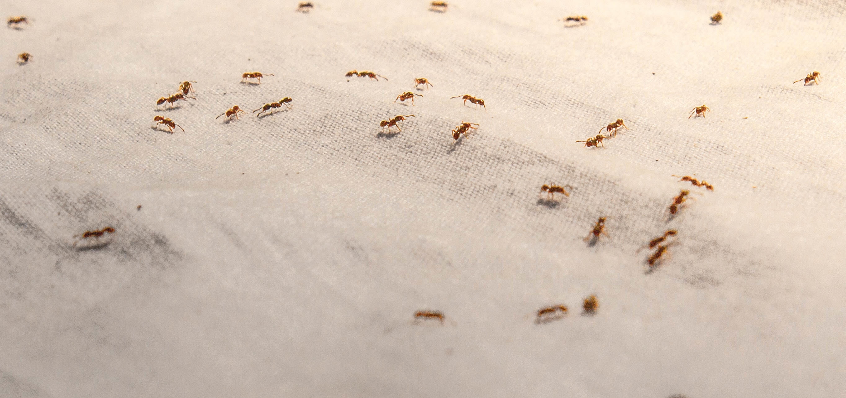 colony, winter, outdoors, beach, snow, ant, animal themes, brown, high angle view, 2K, ants, land, insect, water, large group of animals, textile, footprint, HD Wallpaper