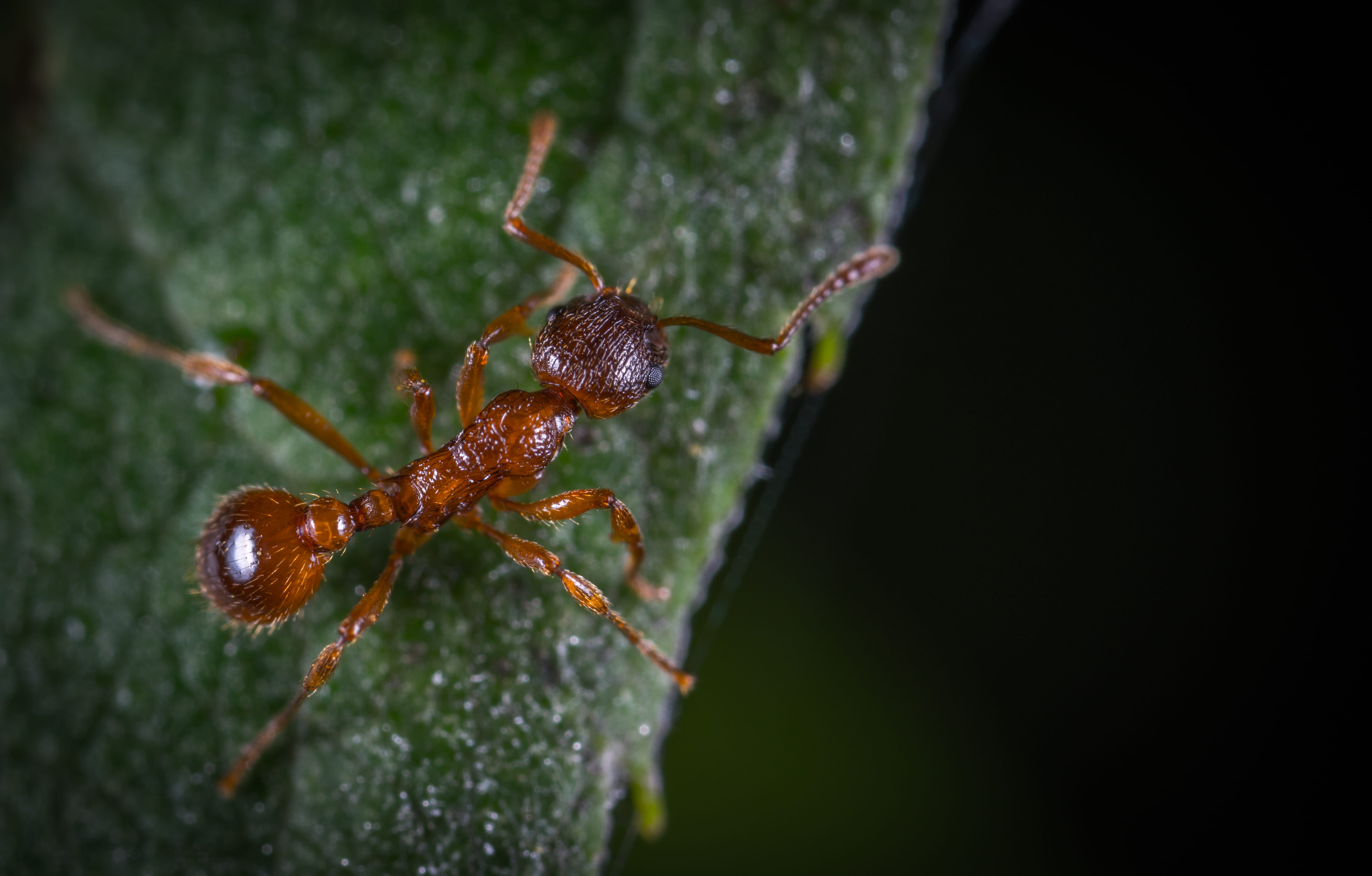 outdoors, one animal, tiny, hairy, animal themes, nature, 5K, pest, ant, selective focus, photography, close-up, fire, animals in the wild, zoology, no people, HD Wallpaper