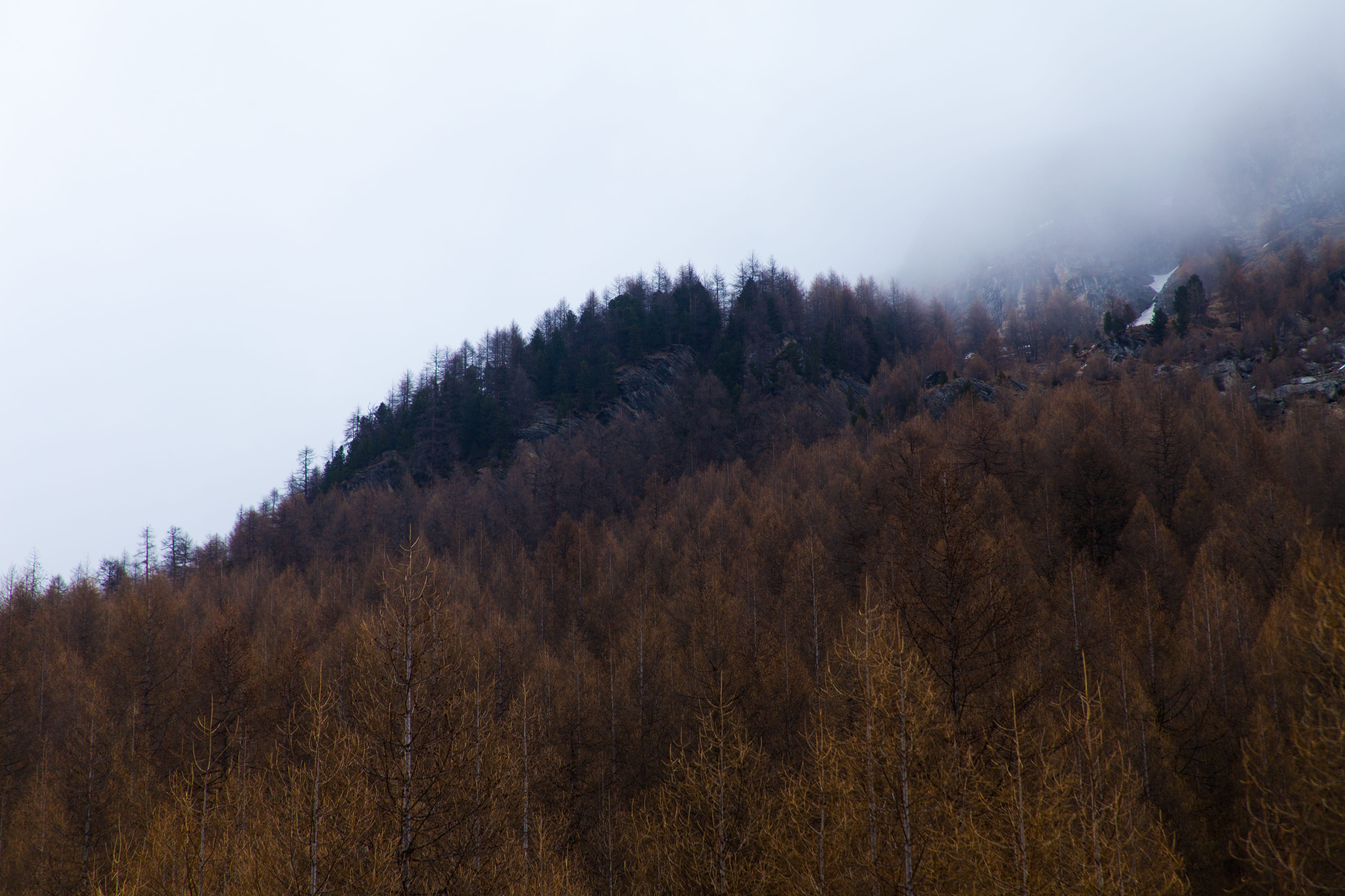 pine tree, colour, plant, environment, pine woodland, woodland, fall, mountains, landscape, zinal, switzerland, forest, scenics - nature, beauty in nature, HD Wallpaper