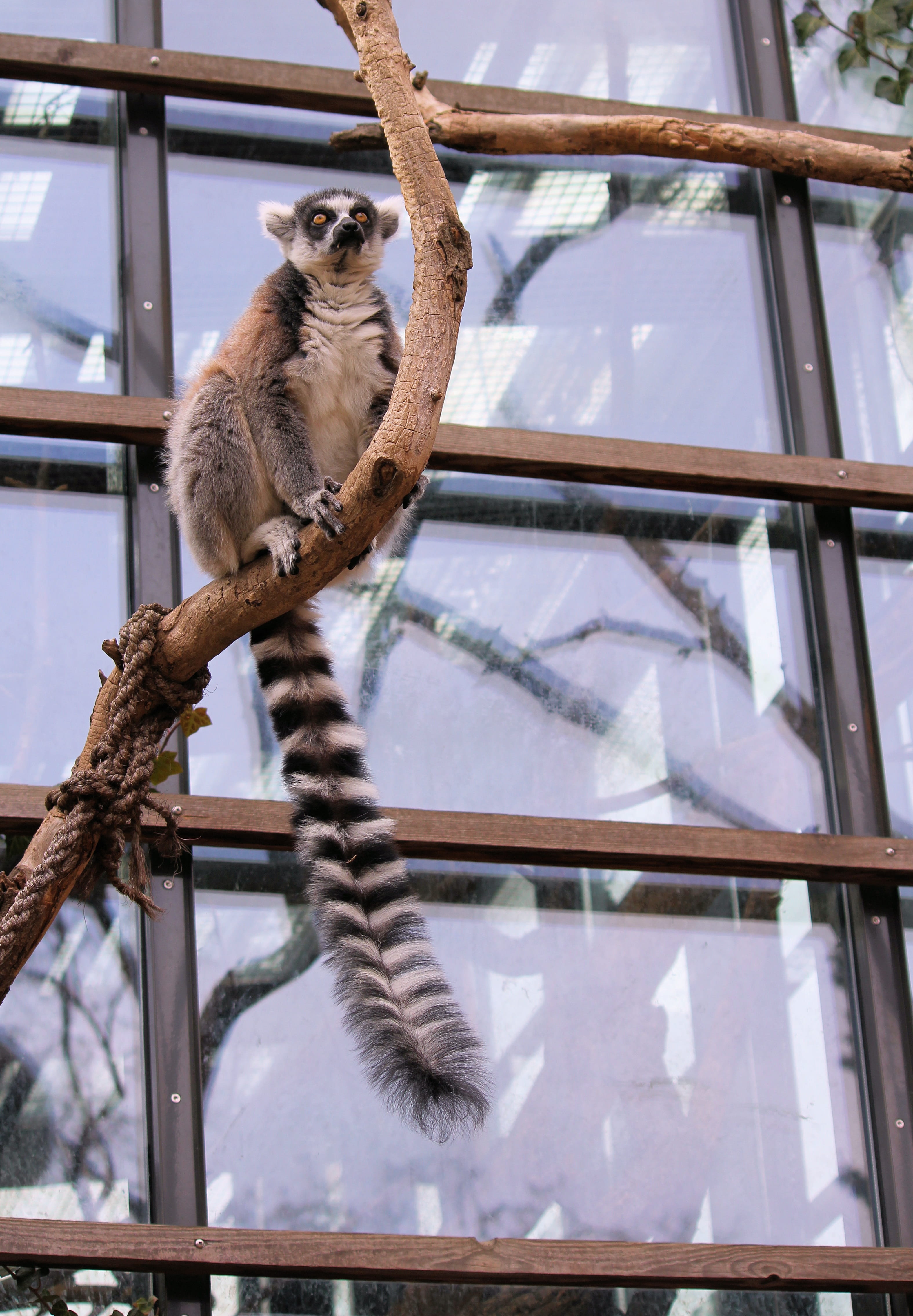 animal themes, kata, window, primate, one animal, no people, low angle view, outdoors, full length, vertebrate, nature, animal wildlife, day, animals in the wild, Phone HD Wallpaper