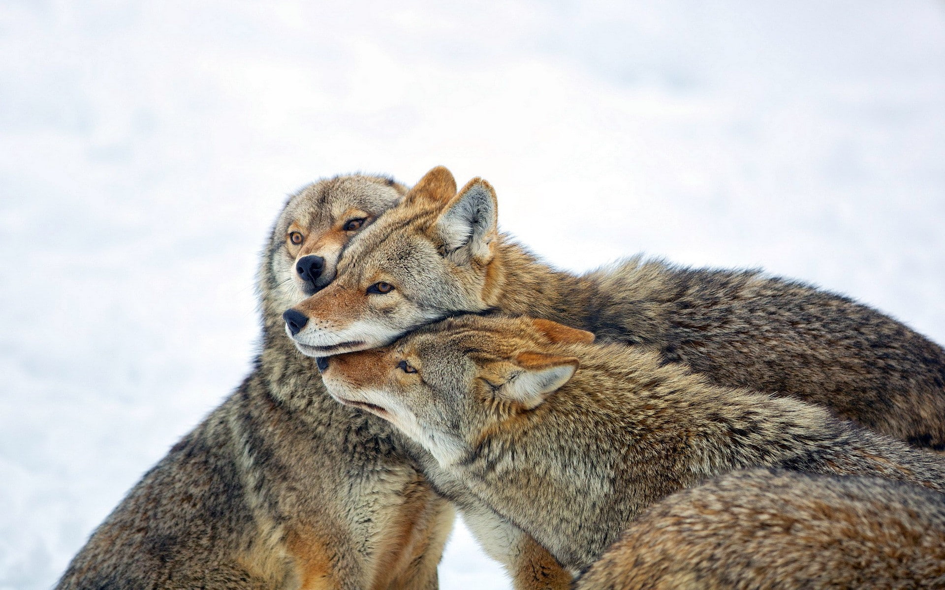 background, Coyote, 1080P, Nature, HD Wallpaper