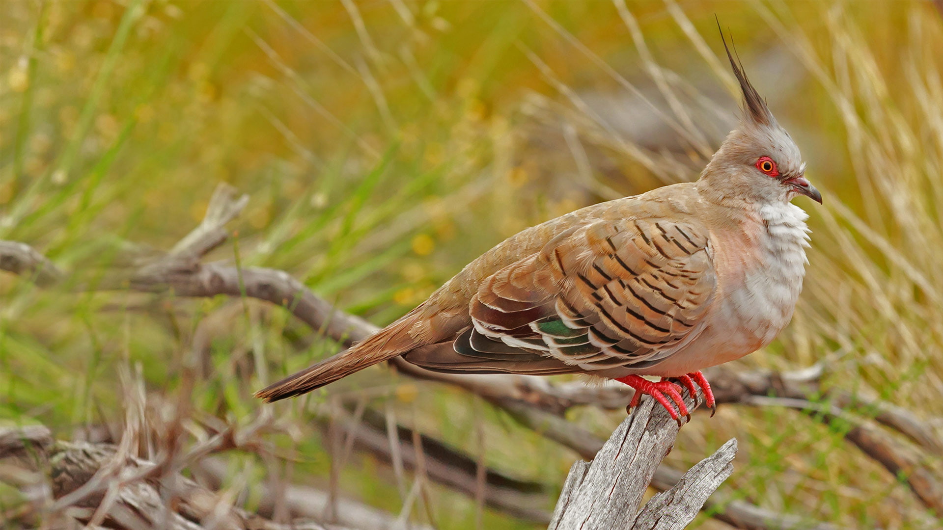 nature, Uluru-Kata Tjuta National Park, crested pigeon, bird, 1080P, Australia, HD Wallpaper