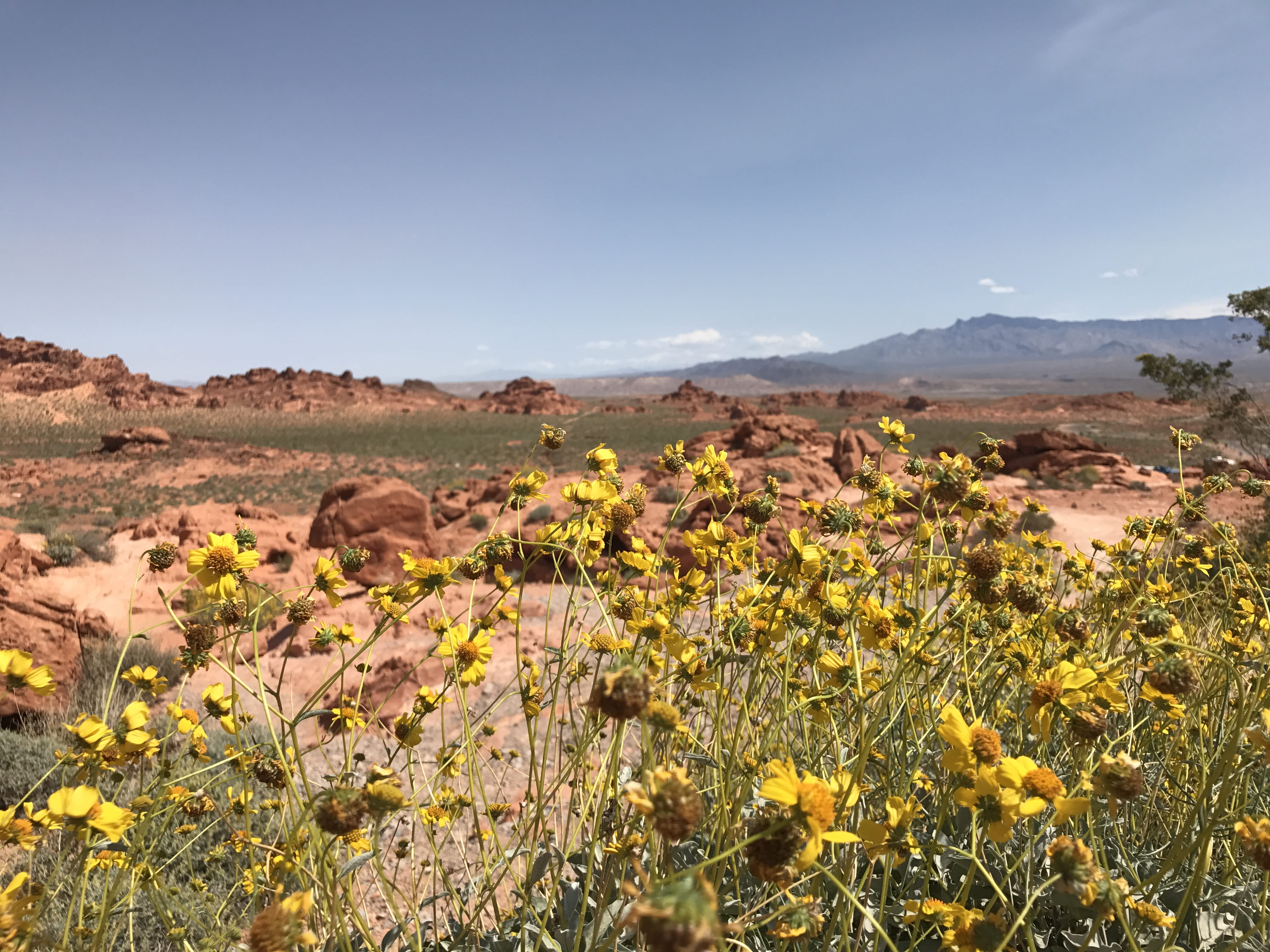 sunlight, mountain range, tranquil scene, land, beauty in nature, arid climate, flowers, no people, nature, day, overton, tranquility, 4K, valley of fire, HD Wallpaper