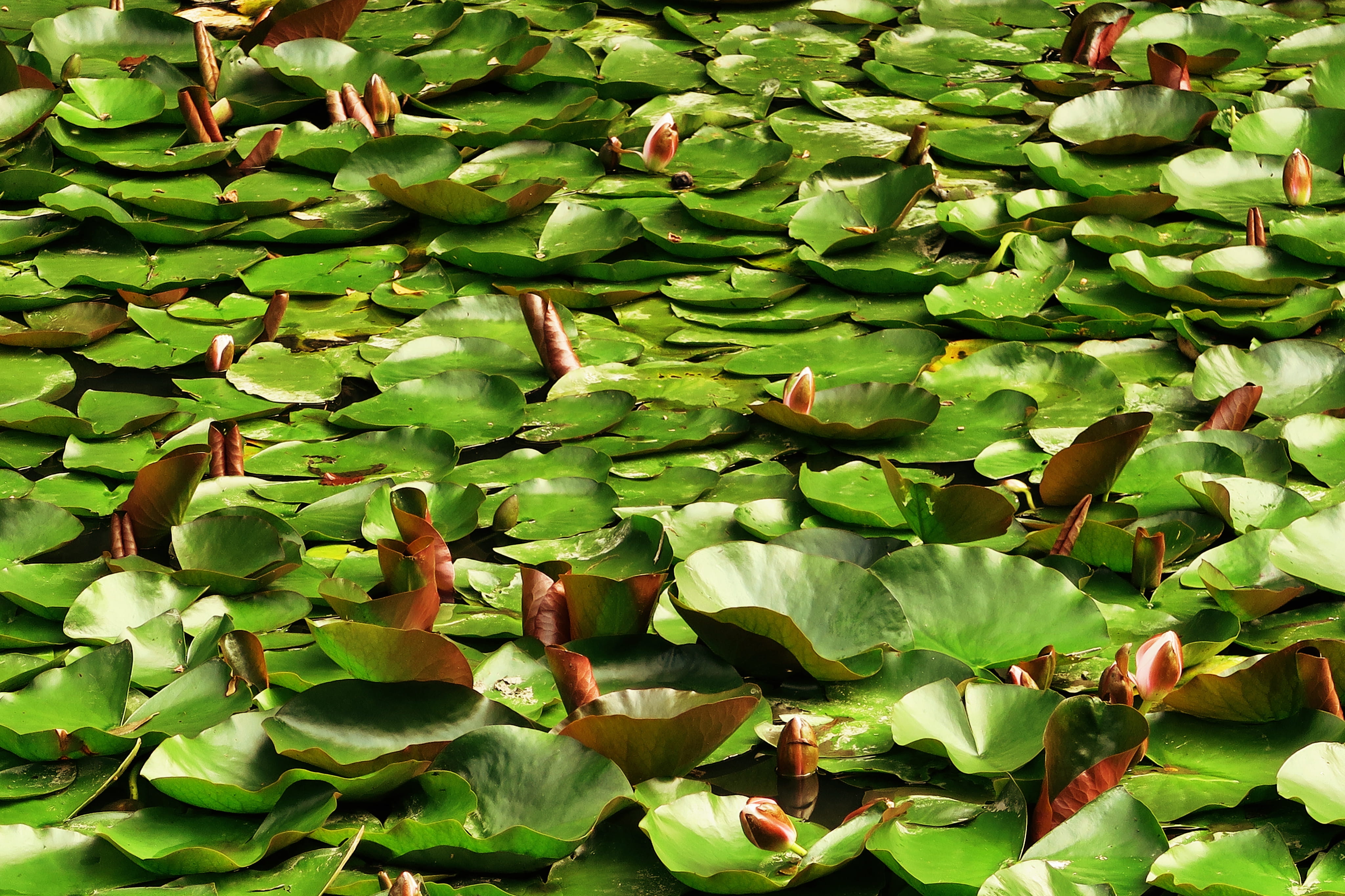 overton, freshness, lily pad, water, lake, no people, day, close-up, high angle view, floating on water, full frame, backgrounds, beauty in nature, plant, HD Wallpaper